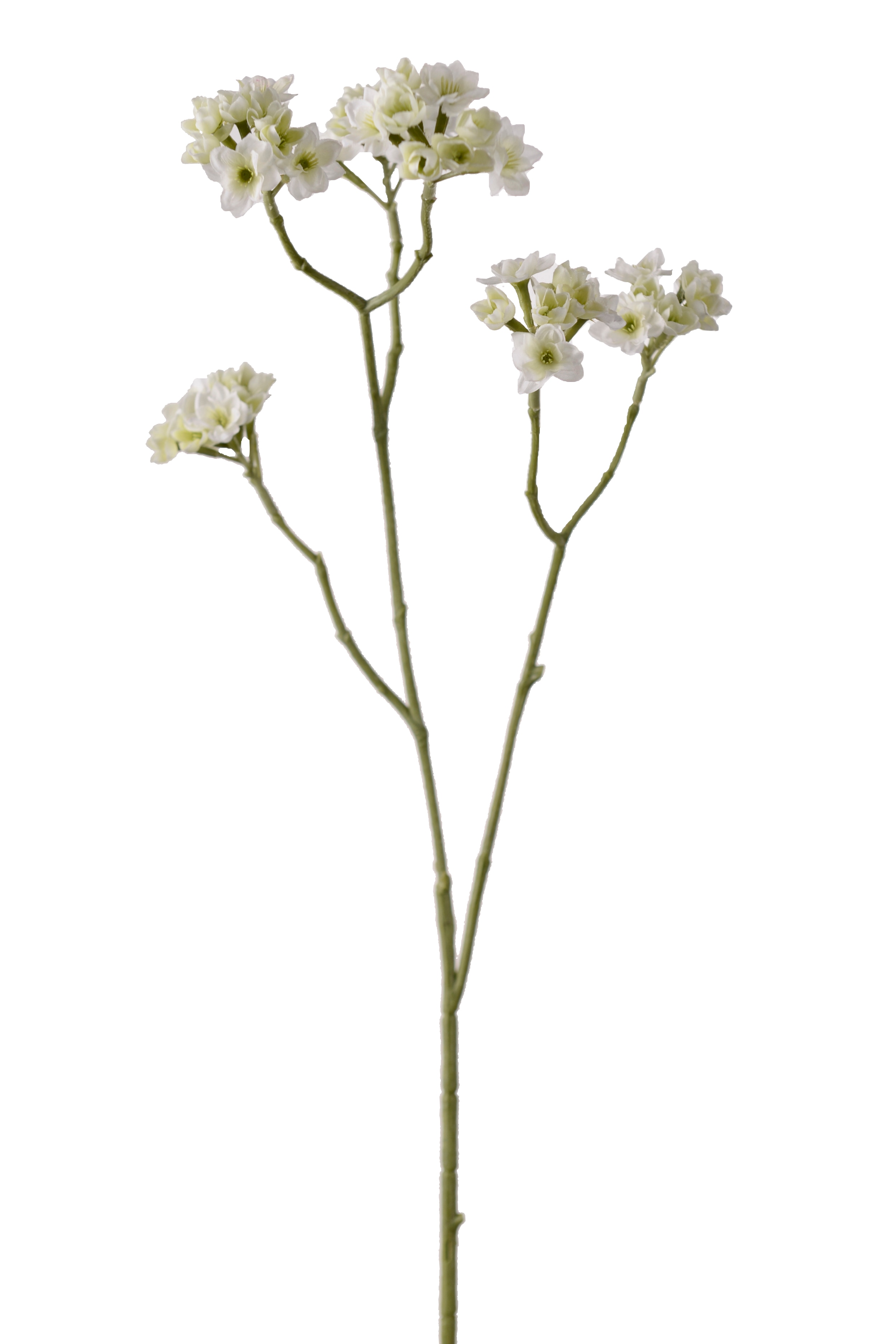 Blomkvist