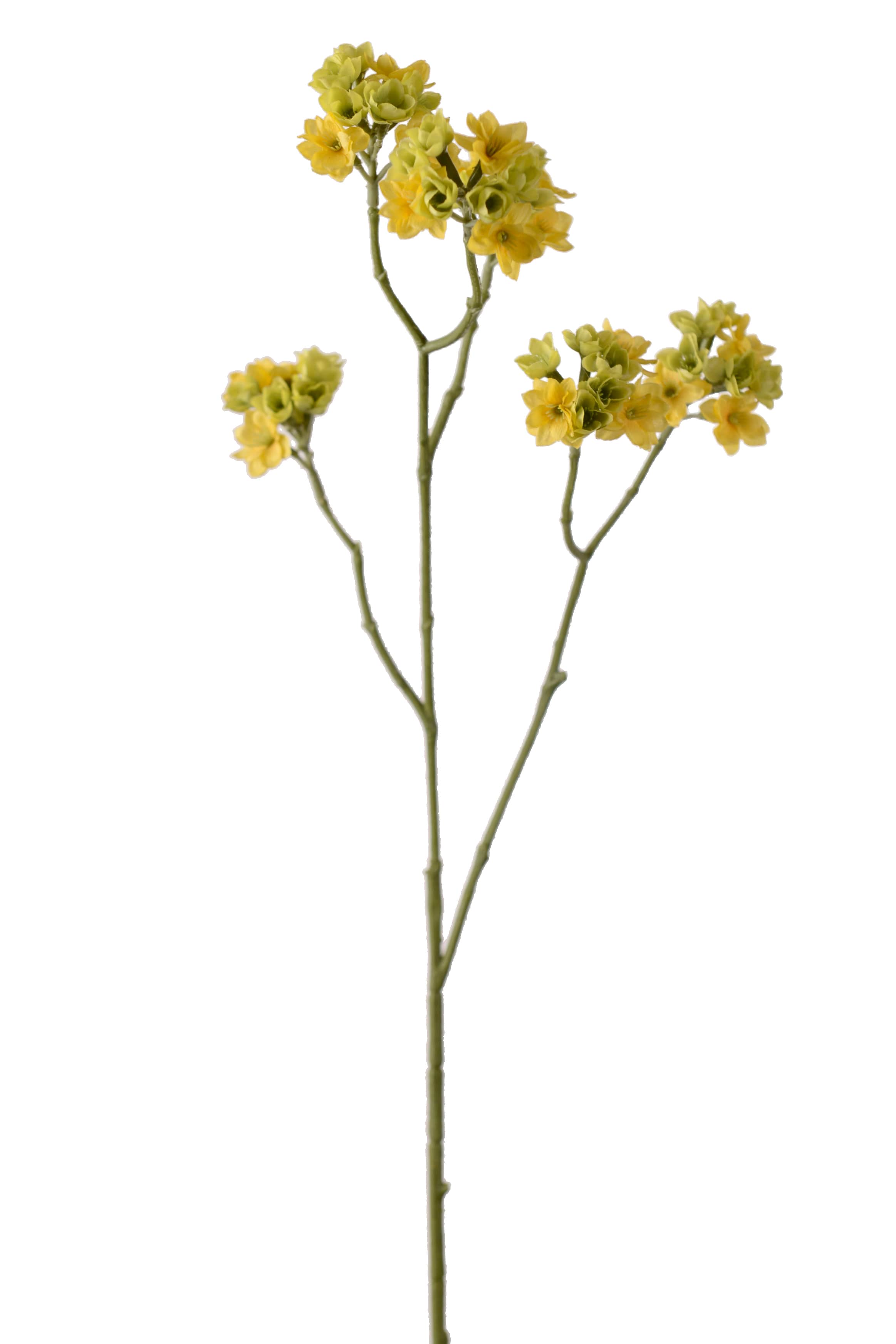 Blomkvist