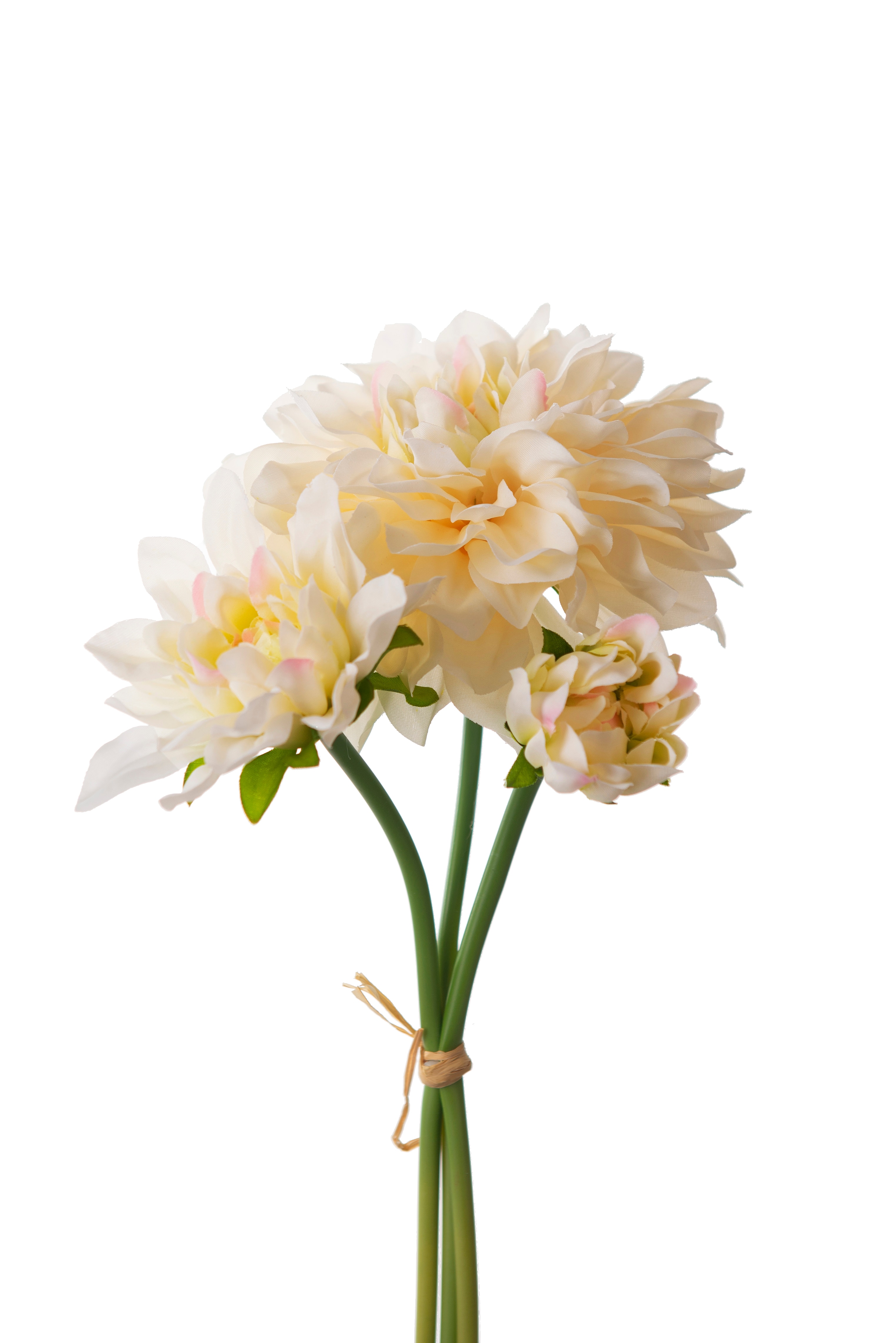 Dahliabunt