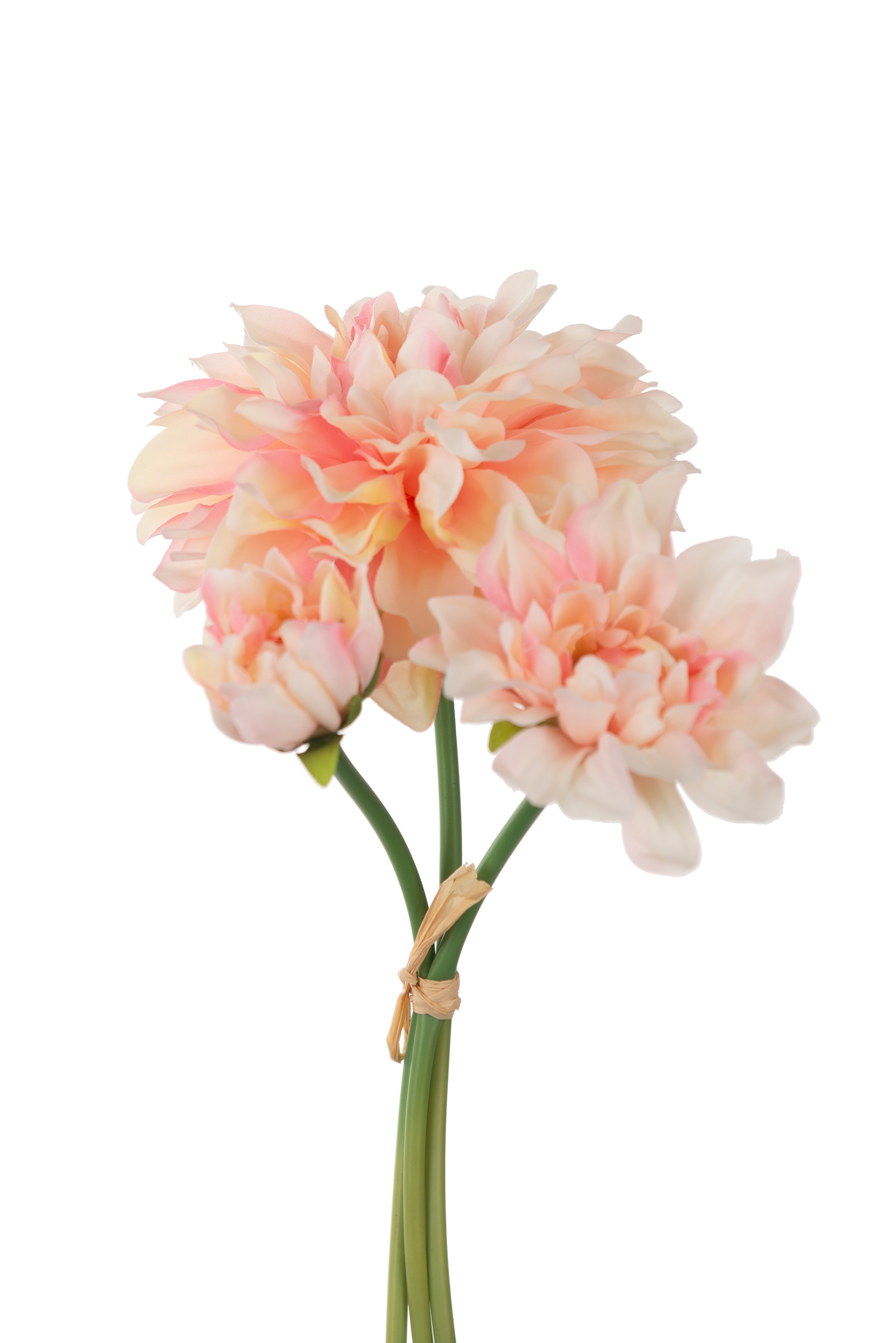 Dahliabunt
