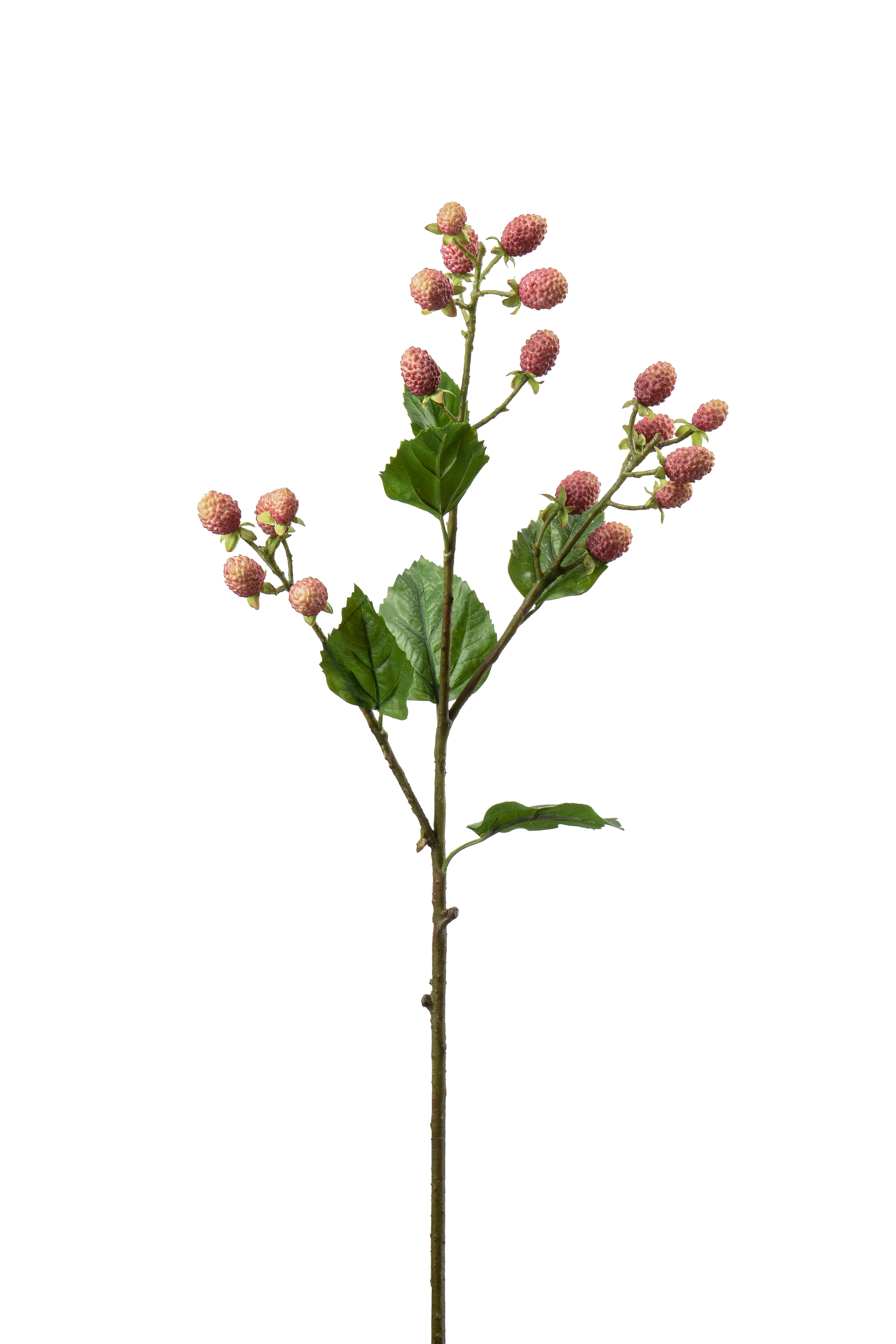 Mullbärskvist