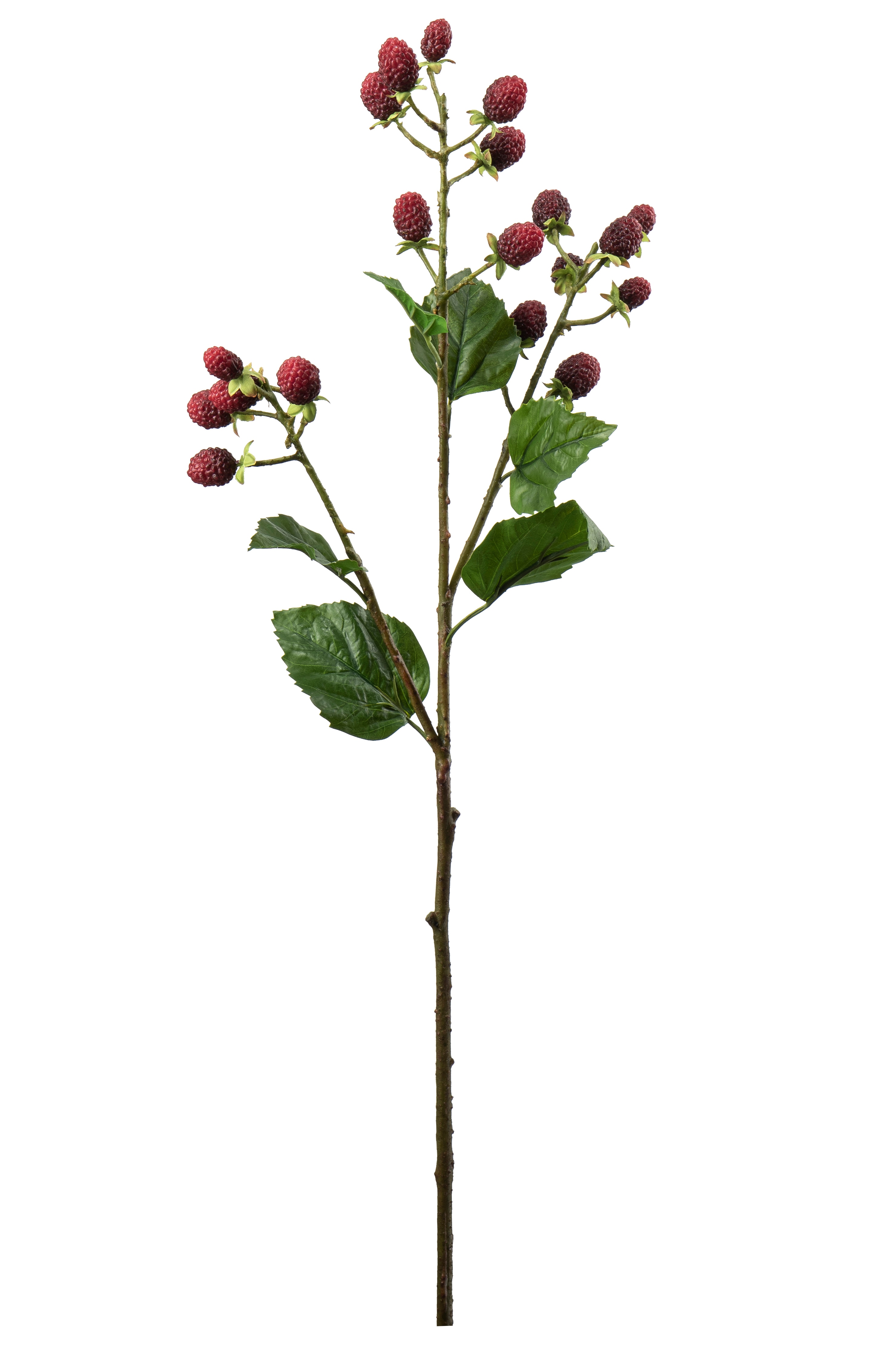Mullbärskvist