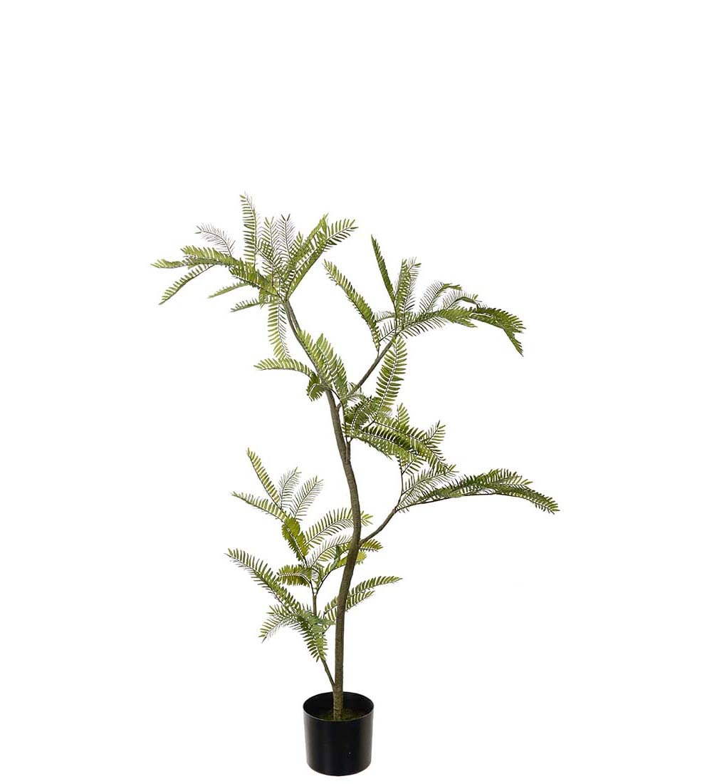 Mimosa Pudica
