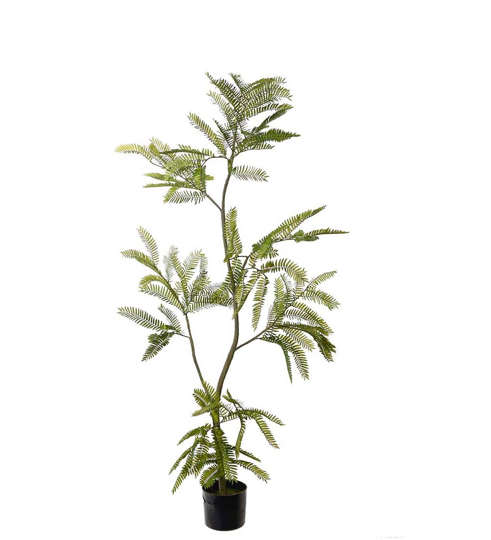 Mimosa Pudica