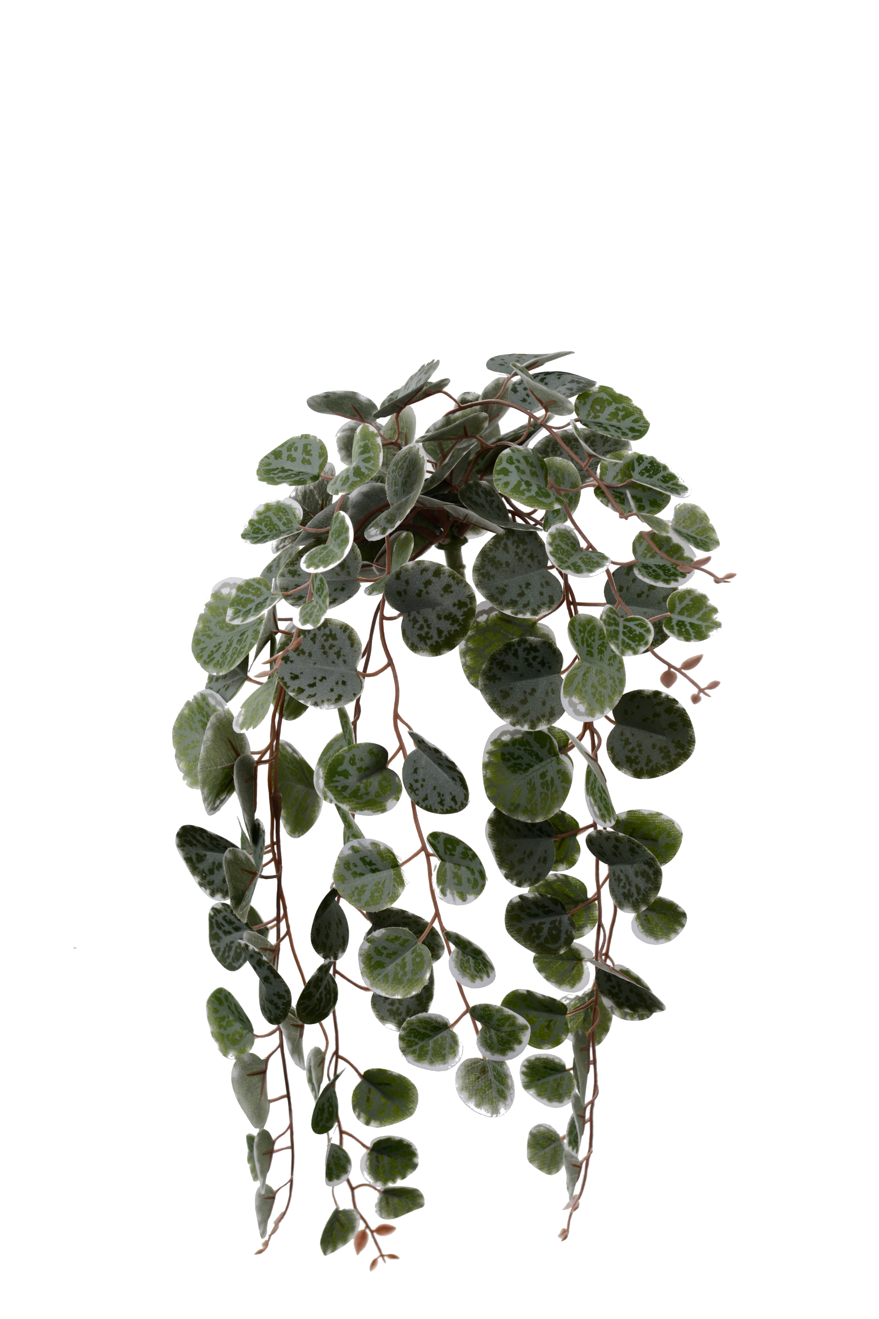 Peperomia