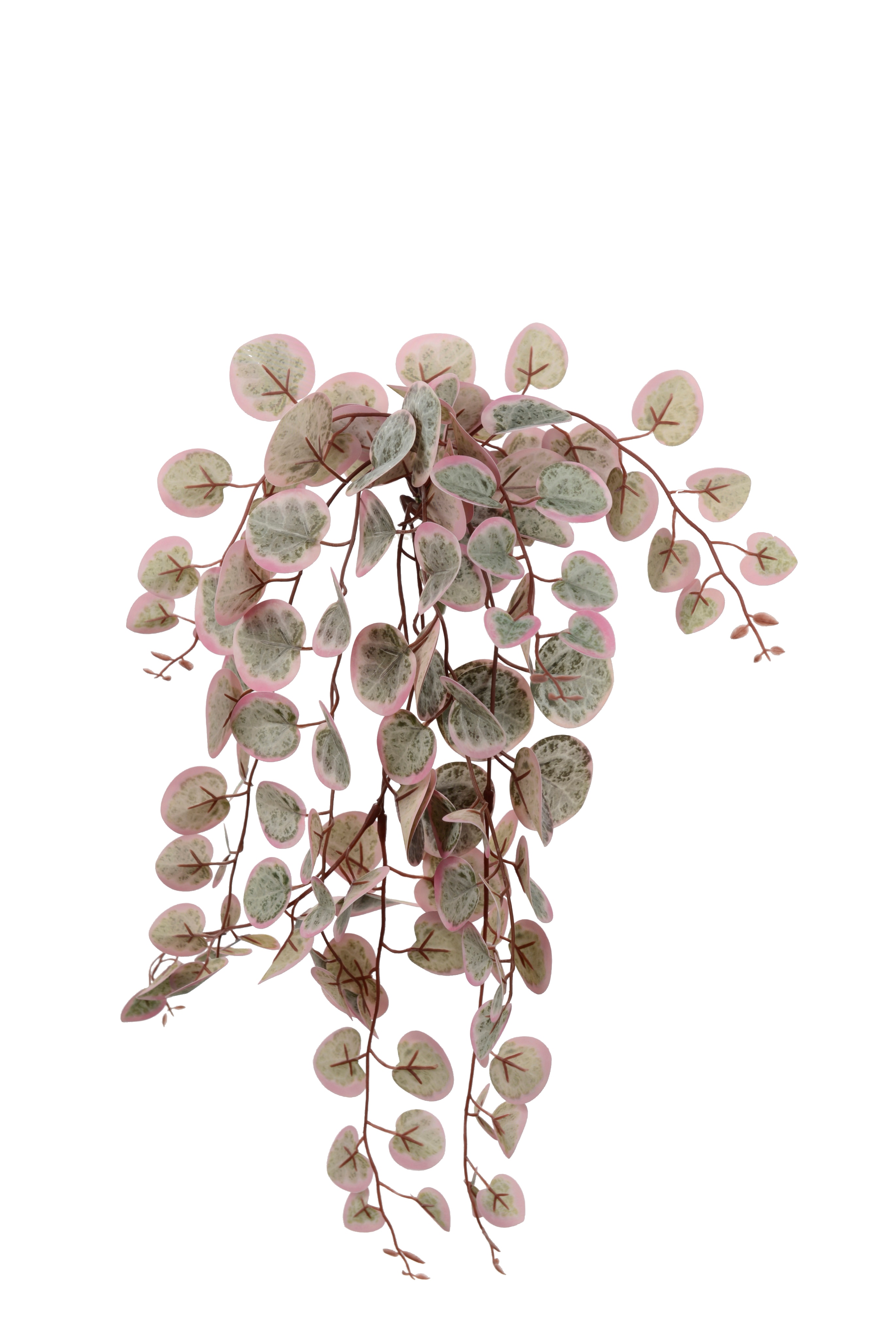 Peperomia