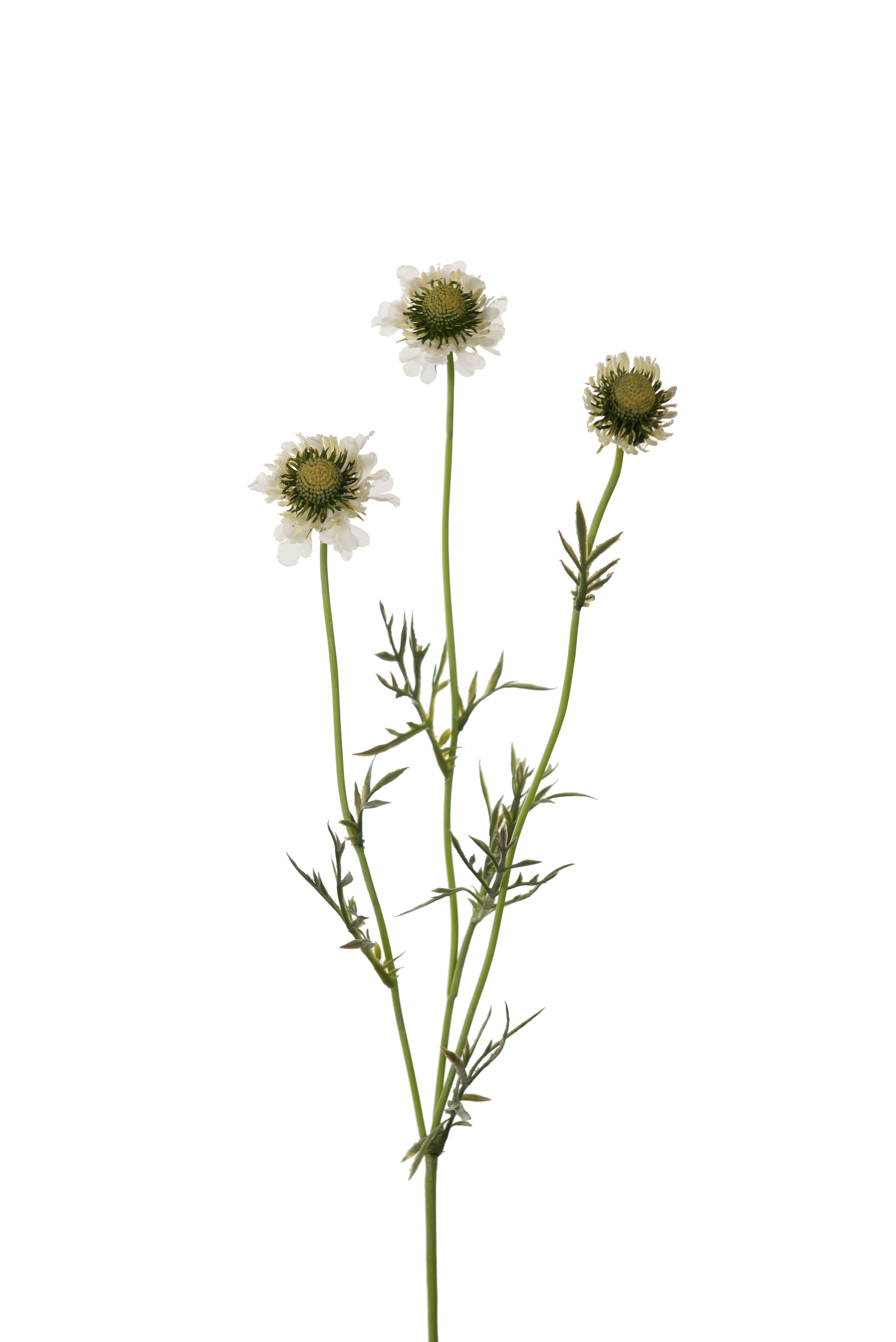 Scabiosa