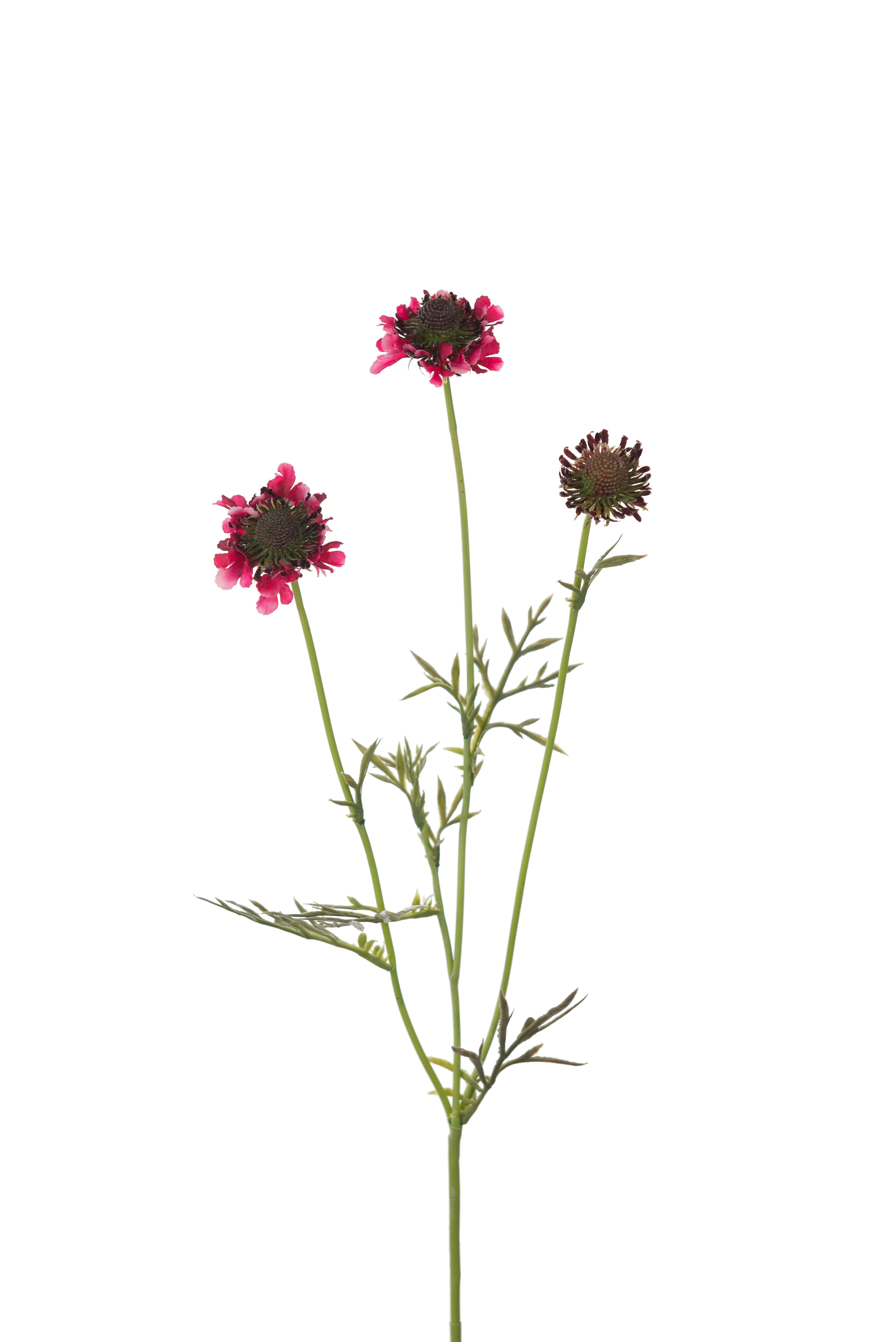 Scabiosa