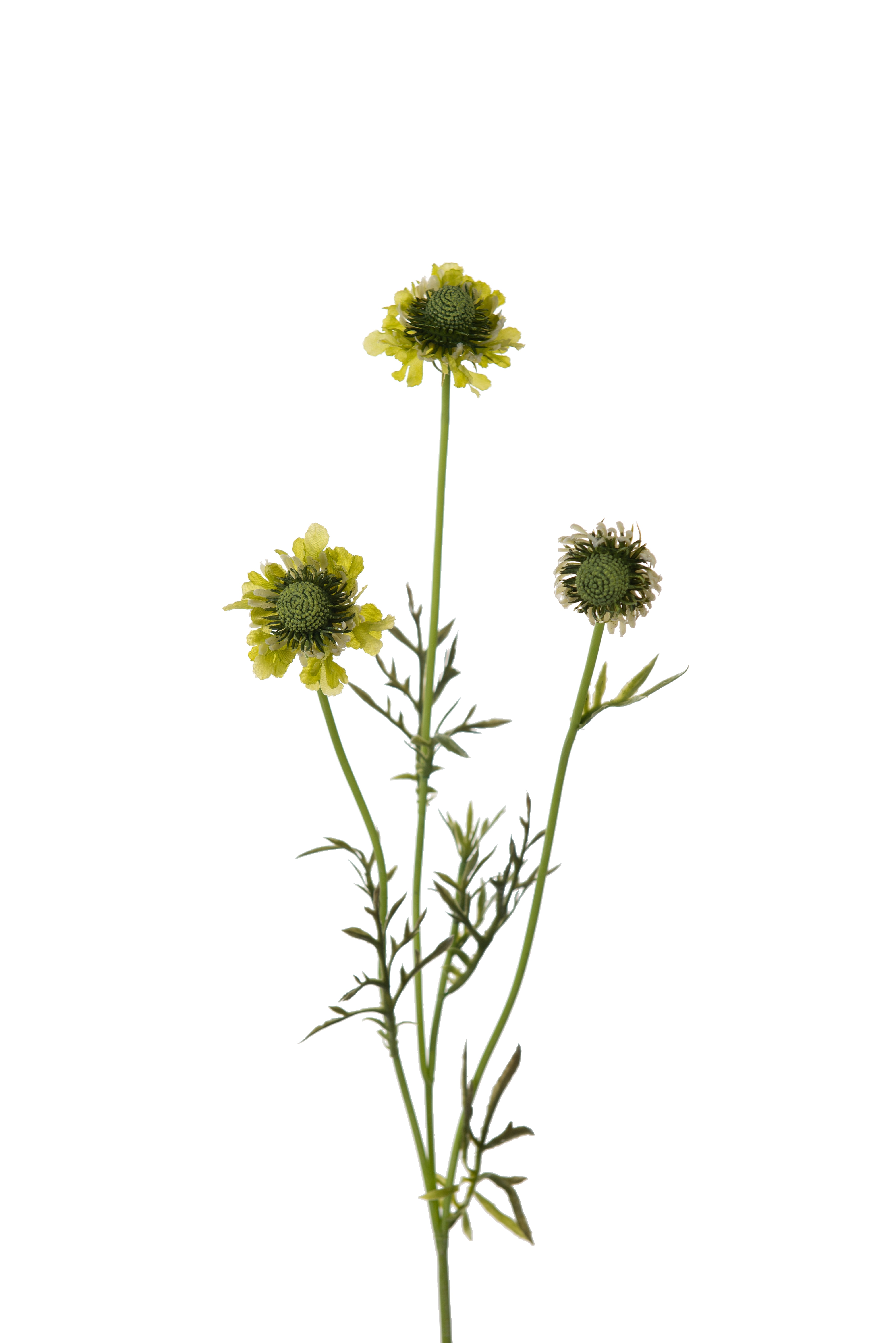 Scabiosa