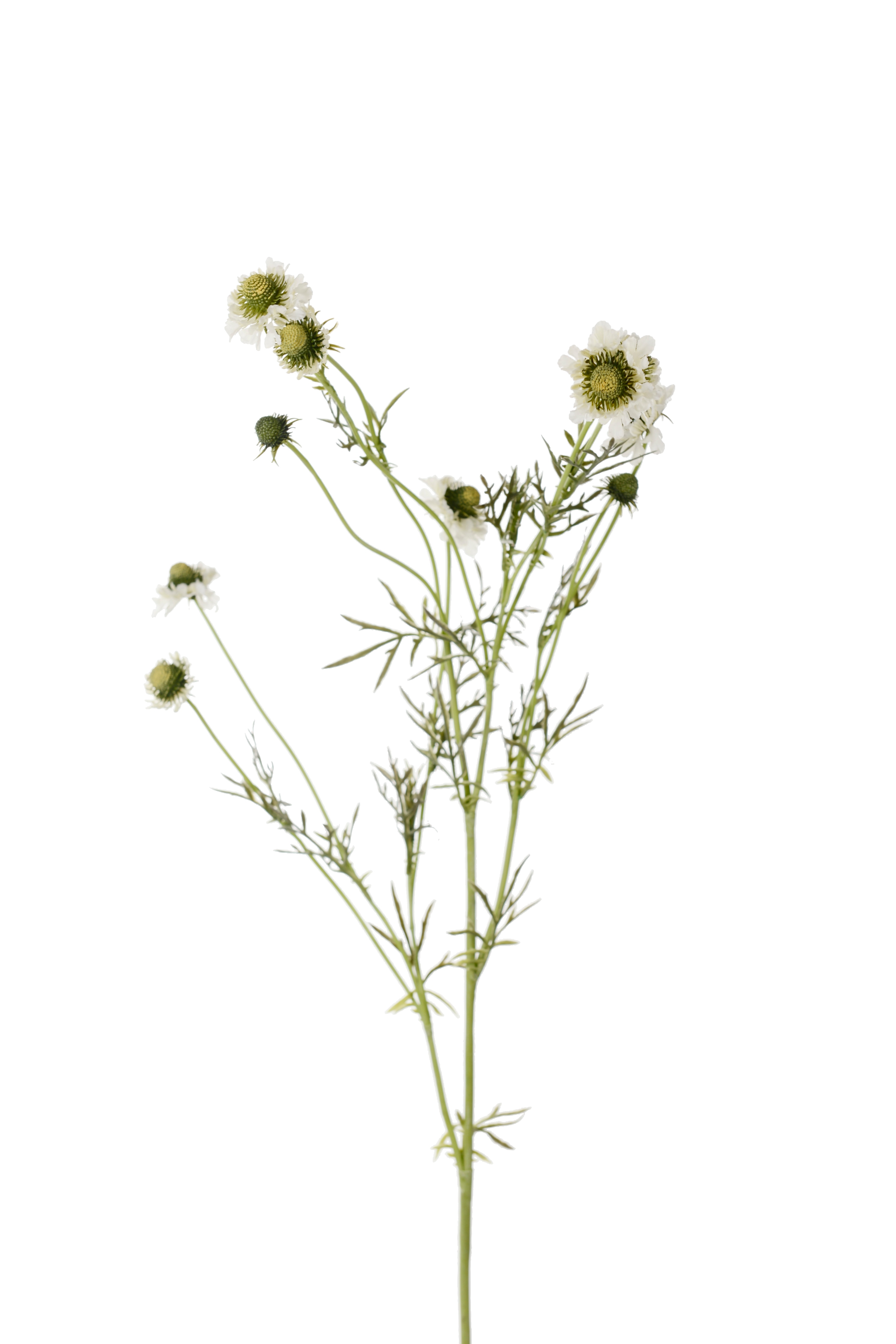 Scabiosa