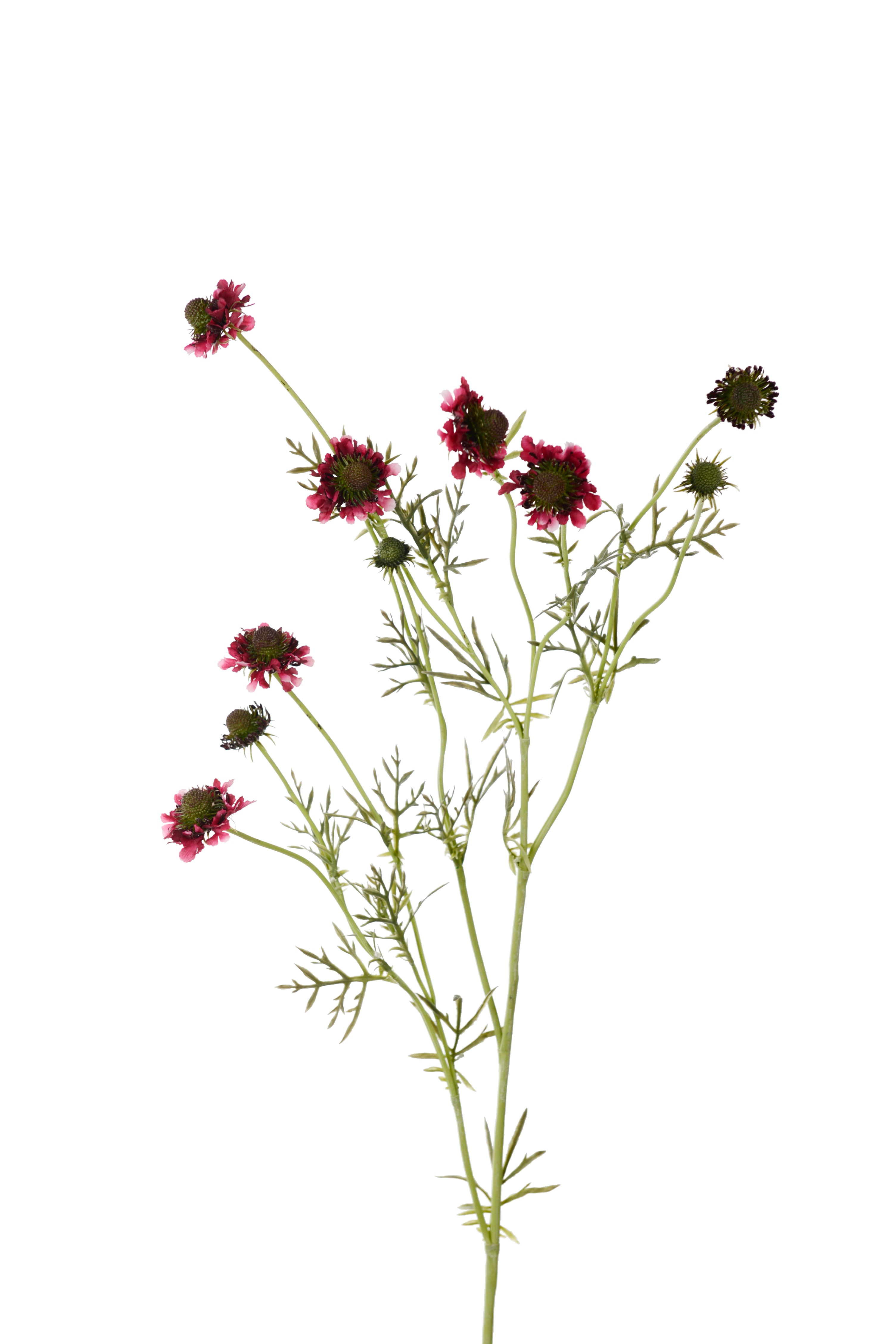 Scabiosa