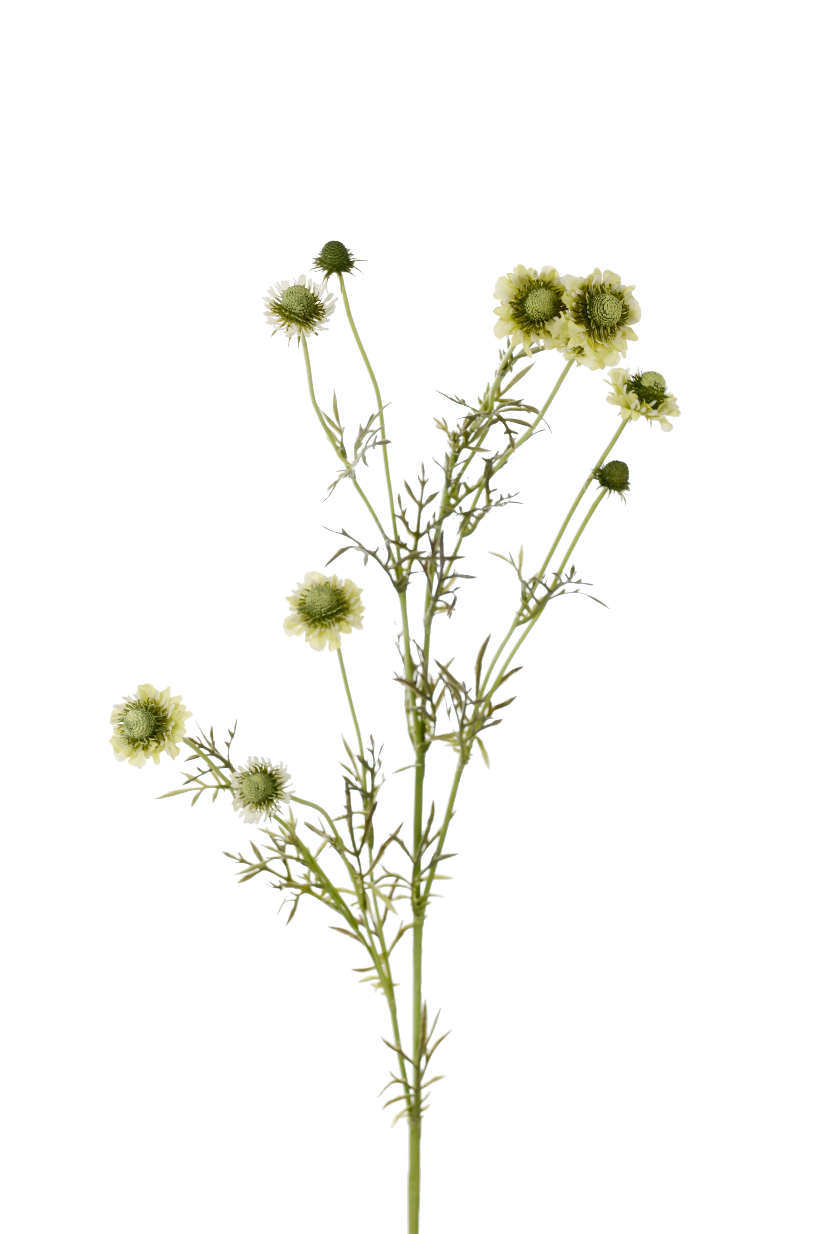 Scabiosa
