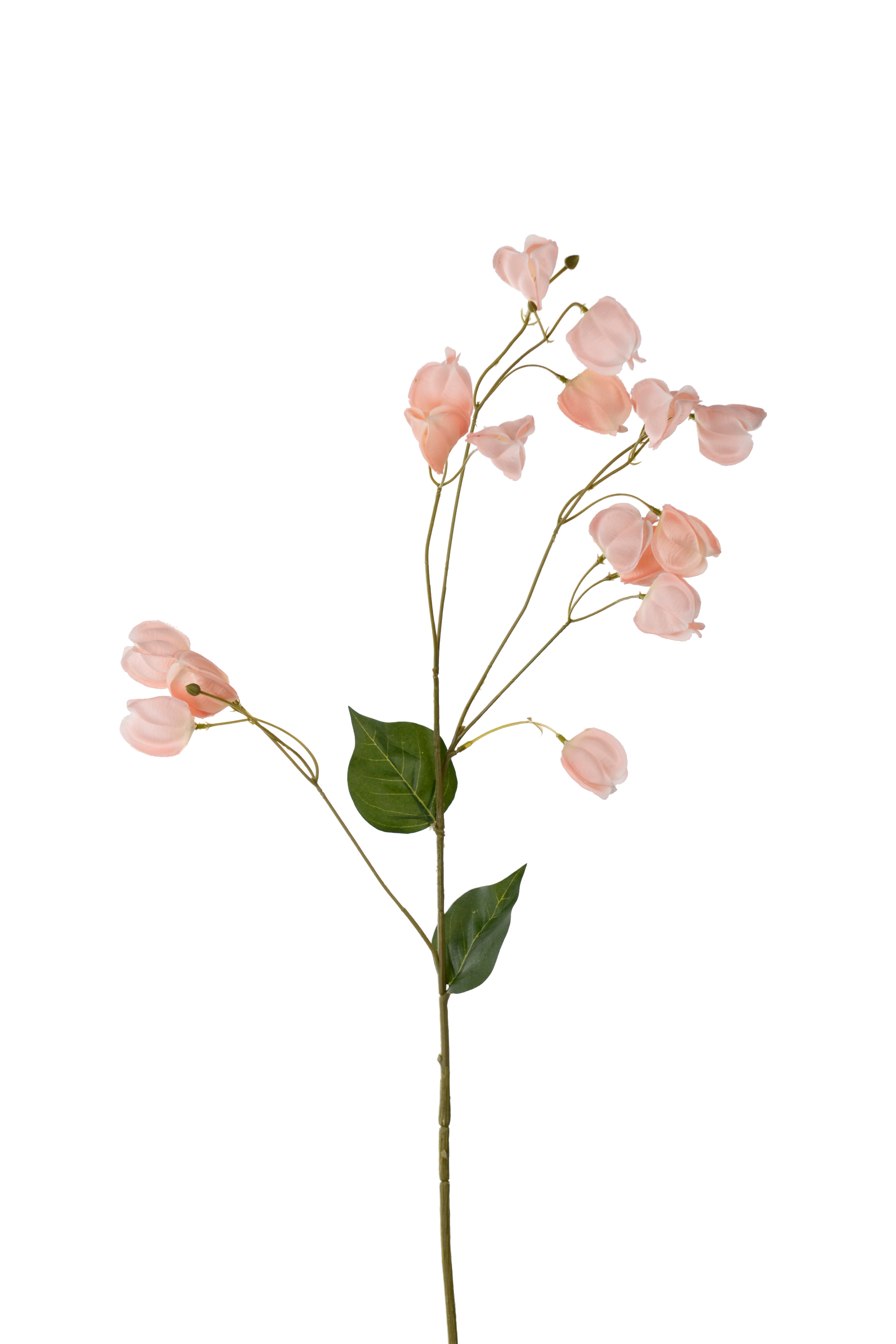 Physalis
