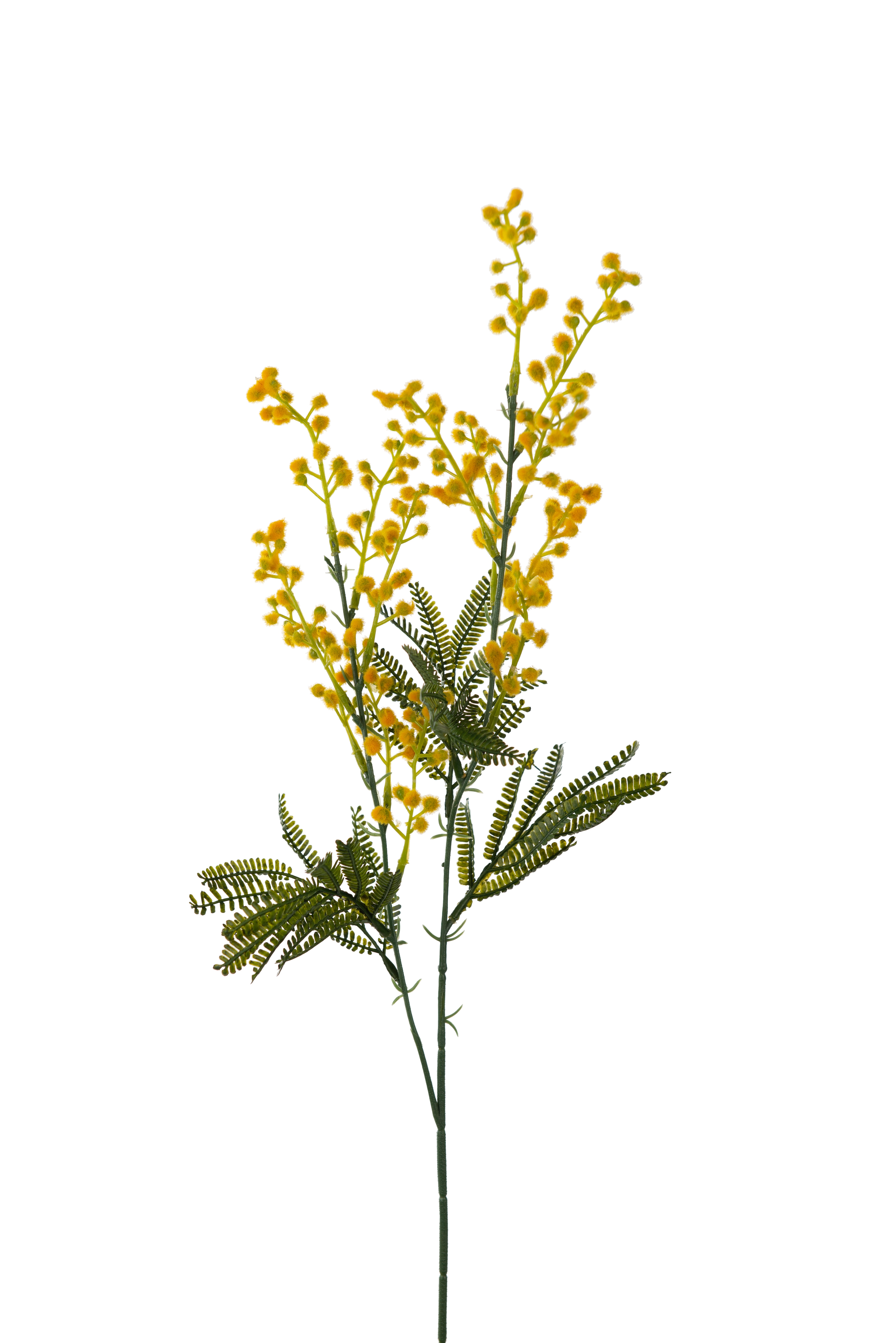 Mimosa