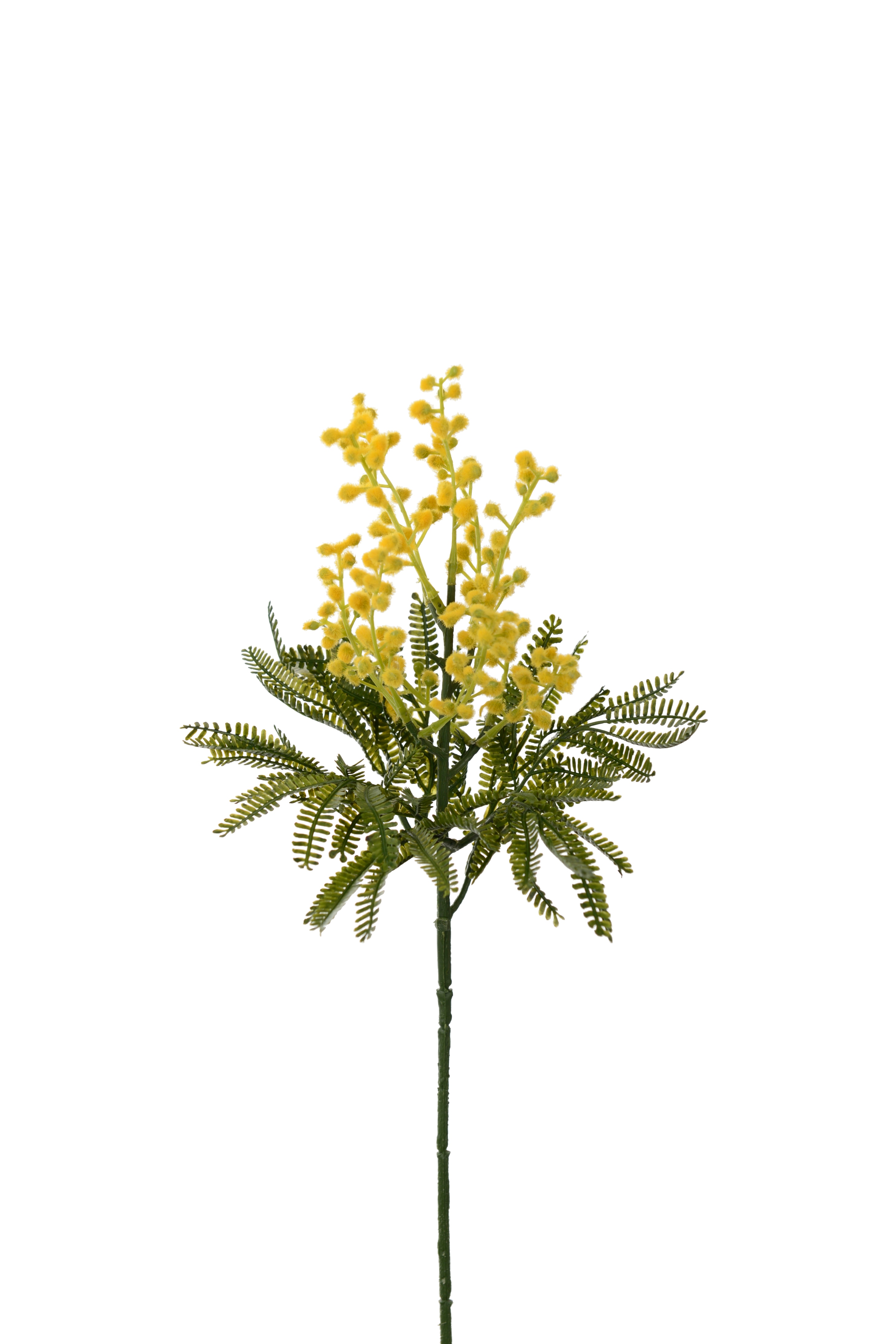 Mimosa