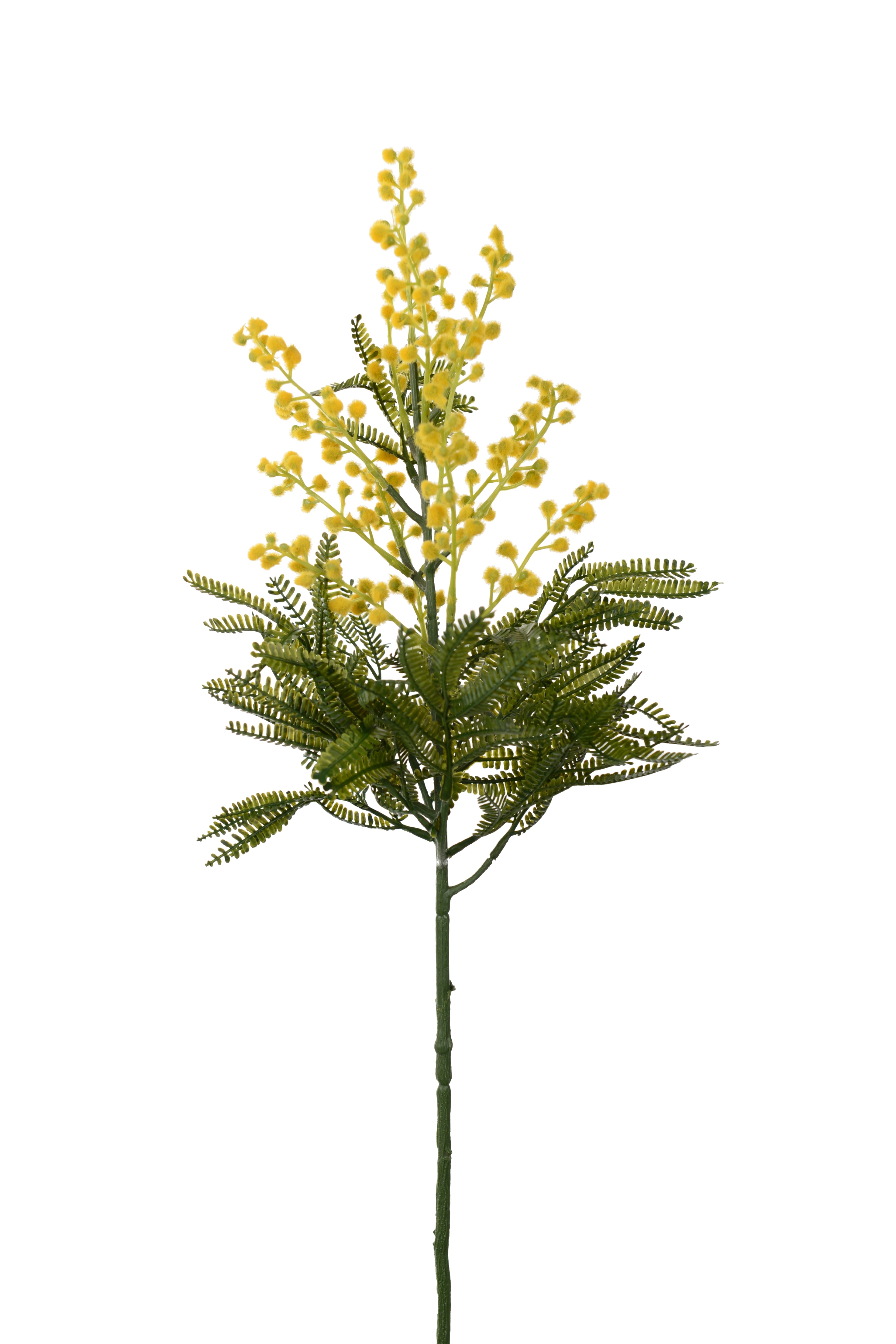Mimosa