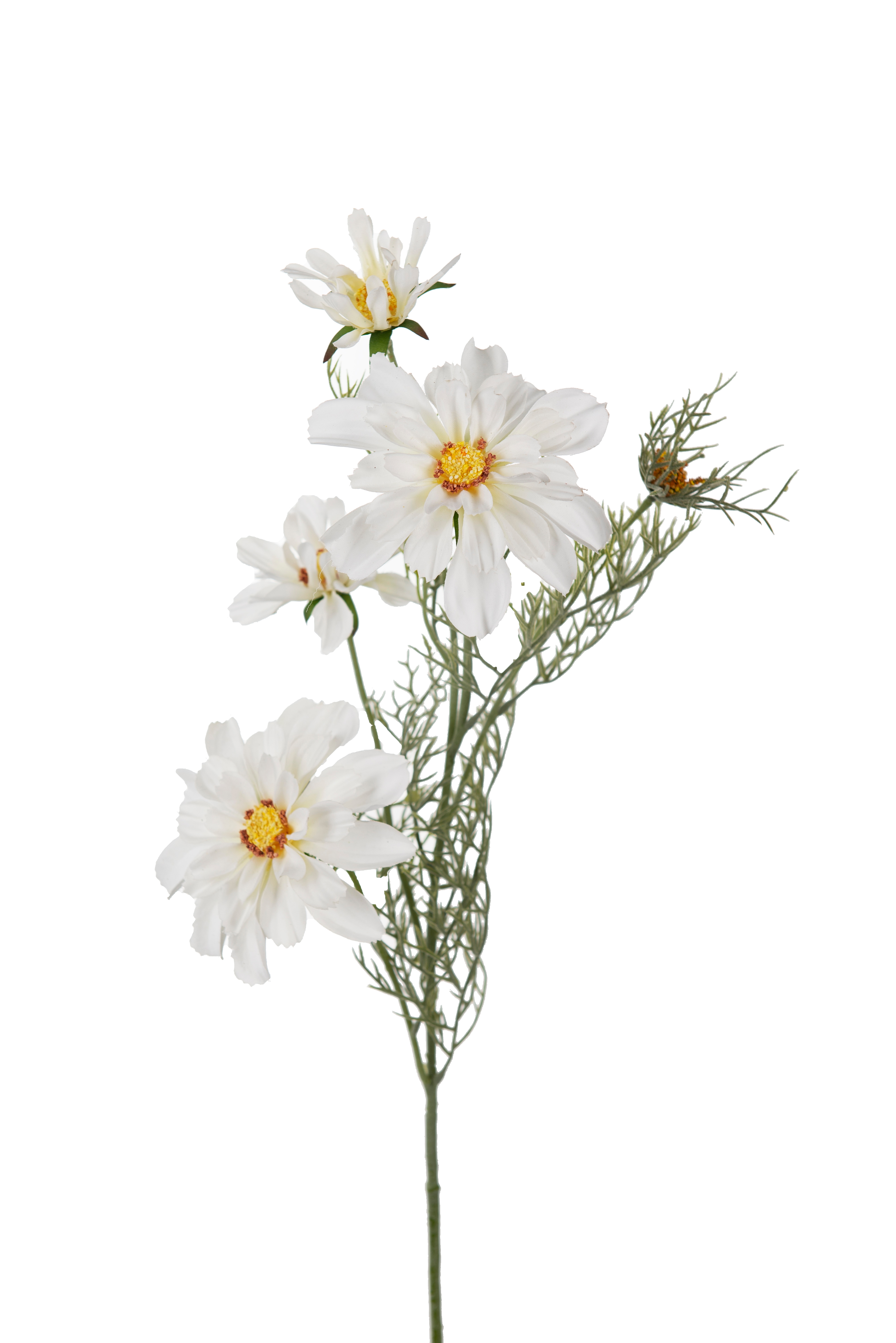 Rosenskära