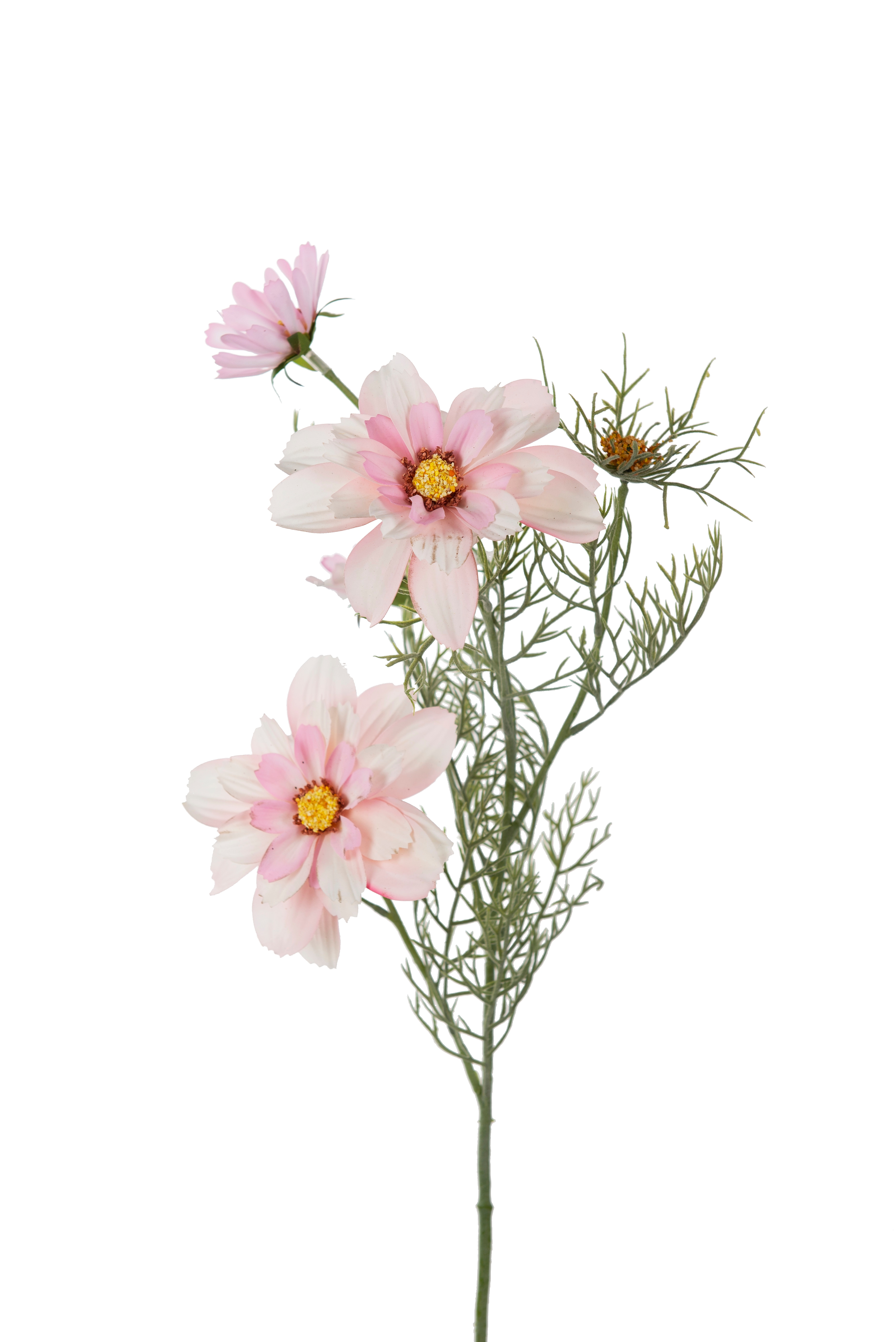 Rosenskära