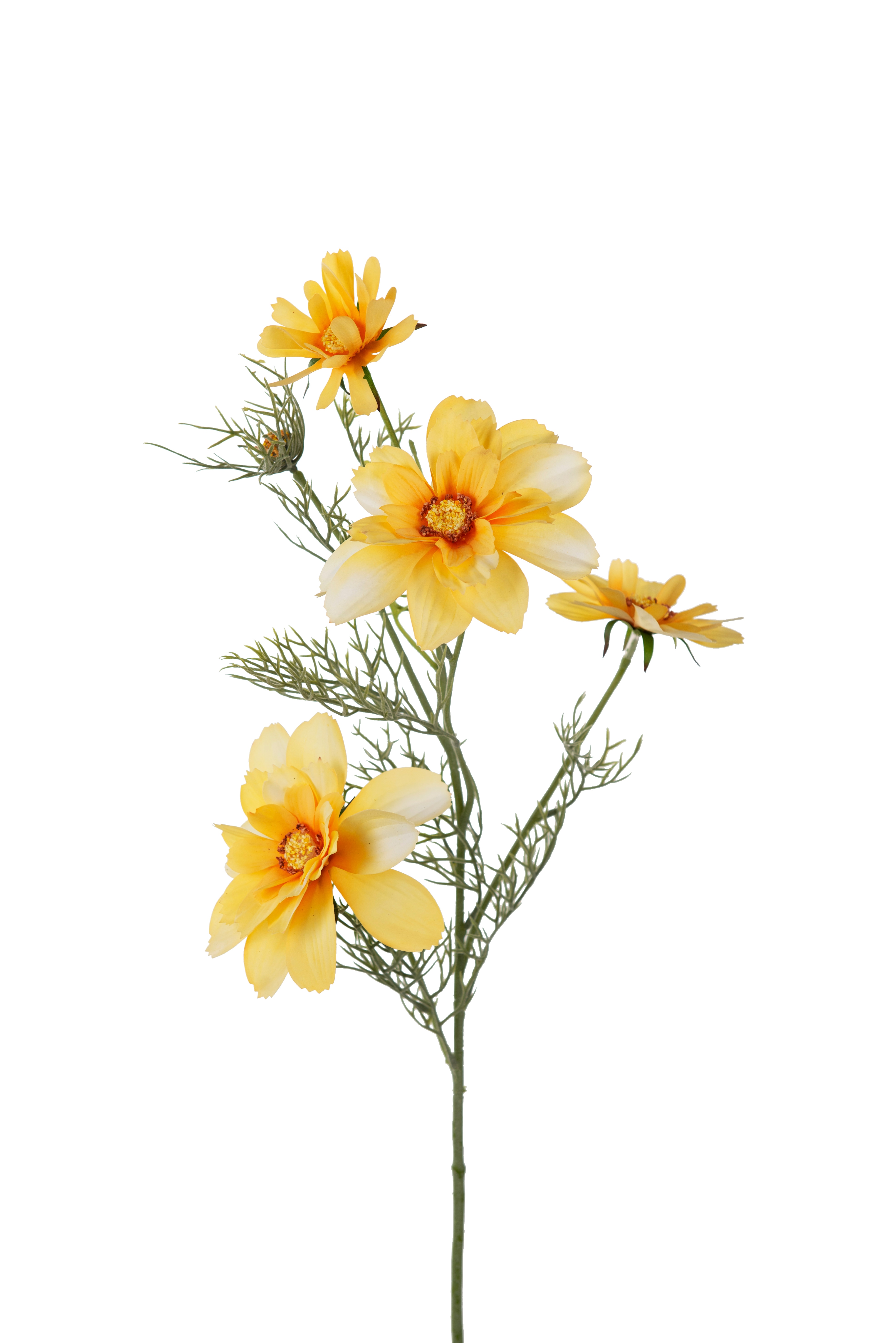 Rosenskära