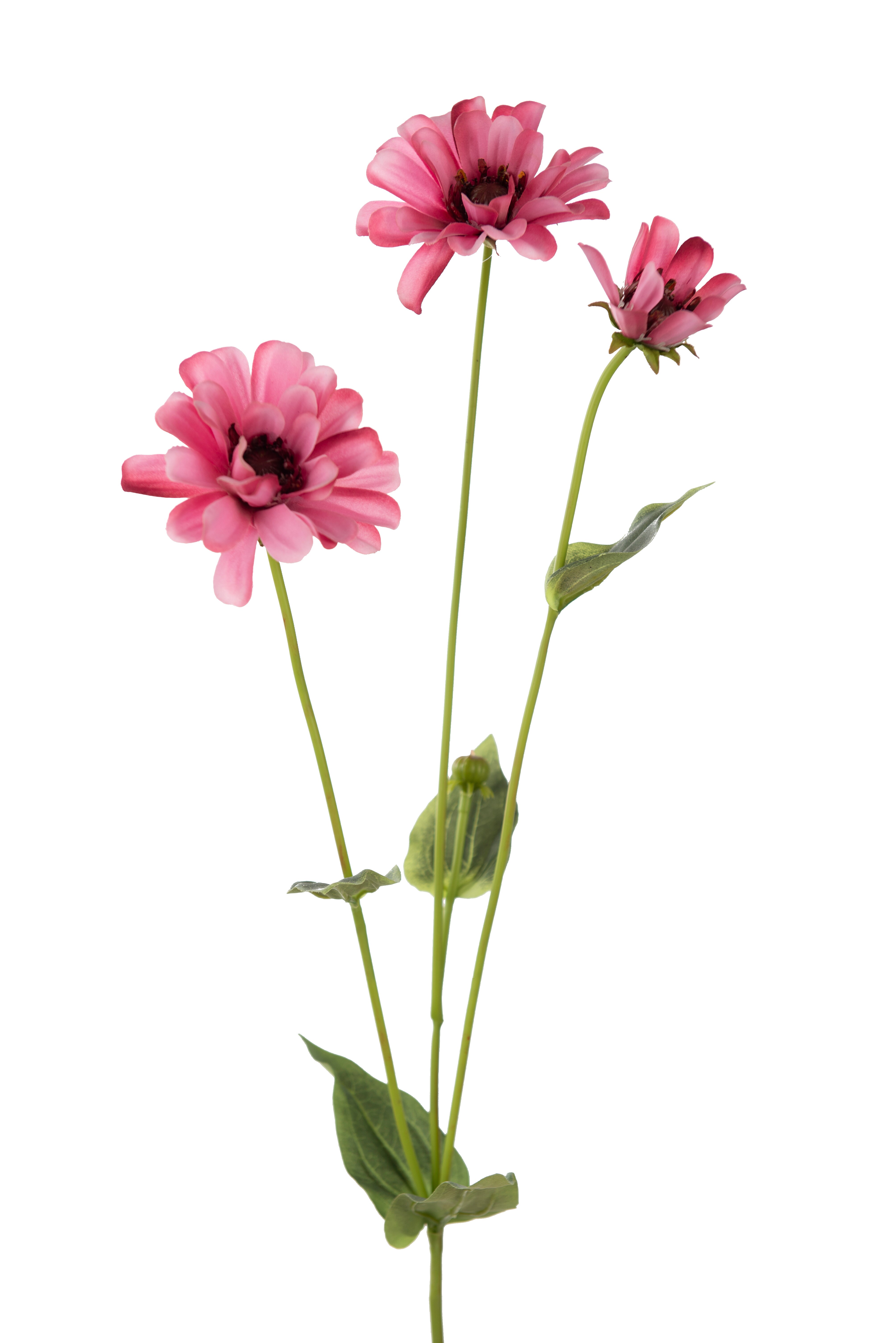 Zinnia
