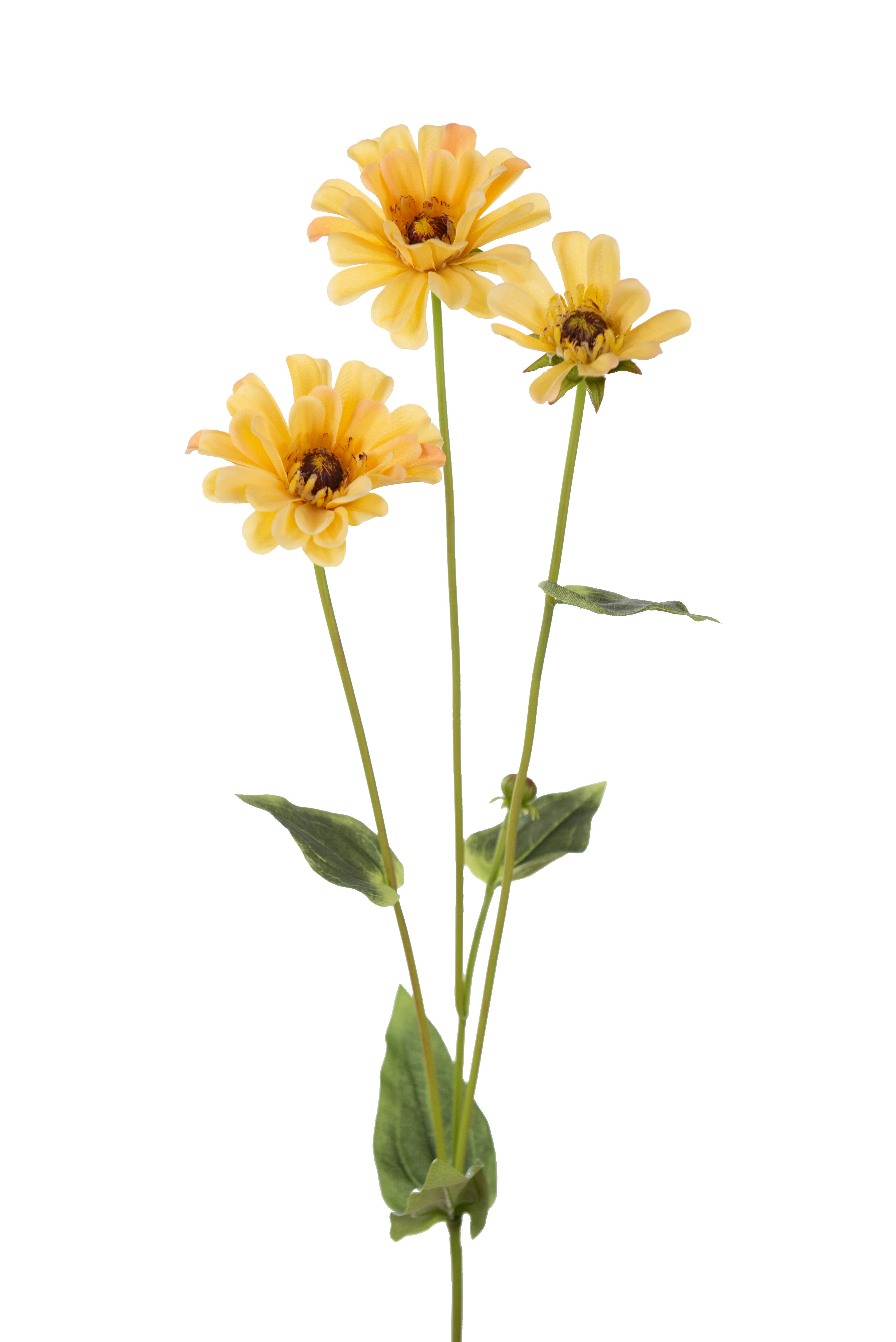 Zinnia