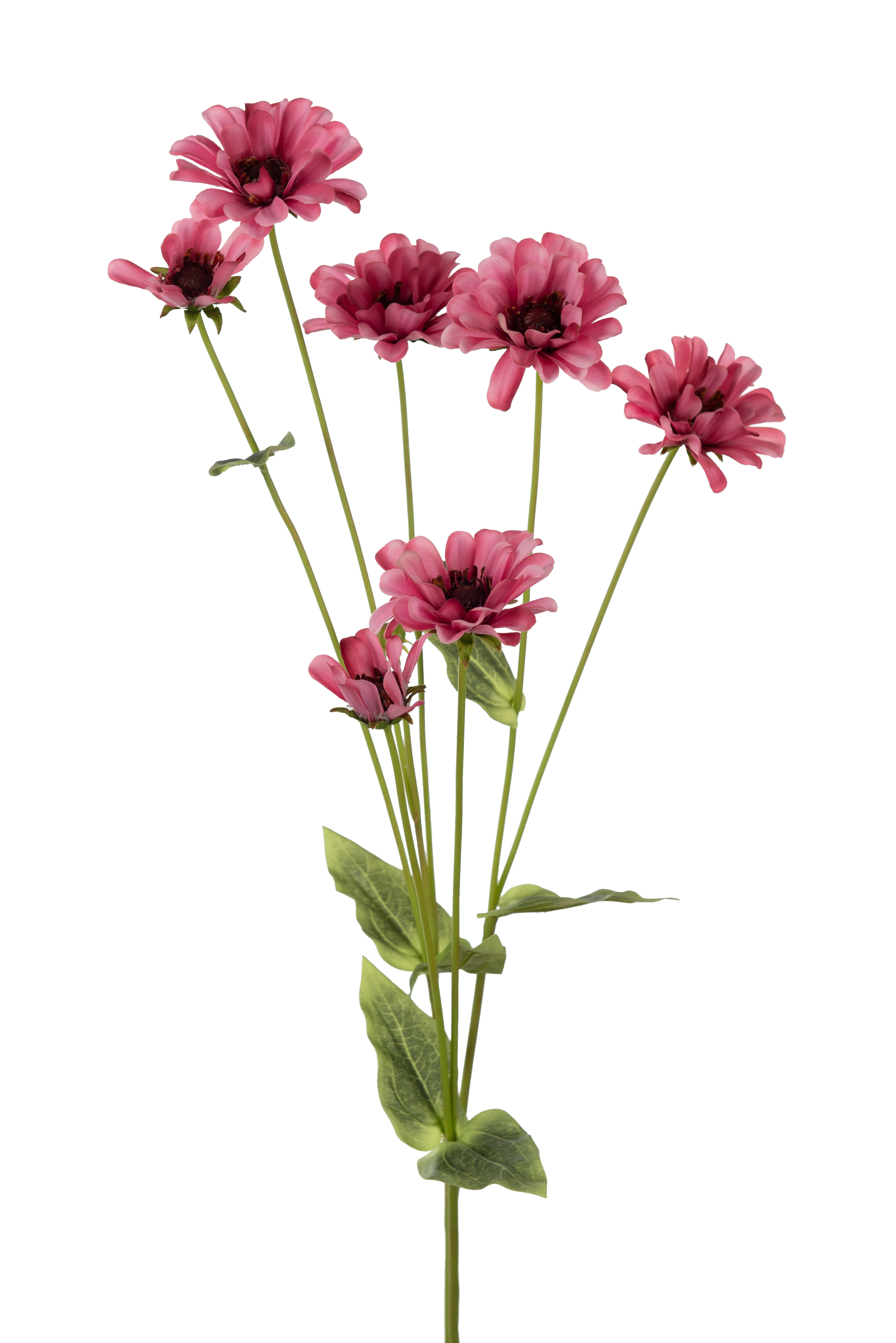 Zinnia