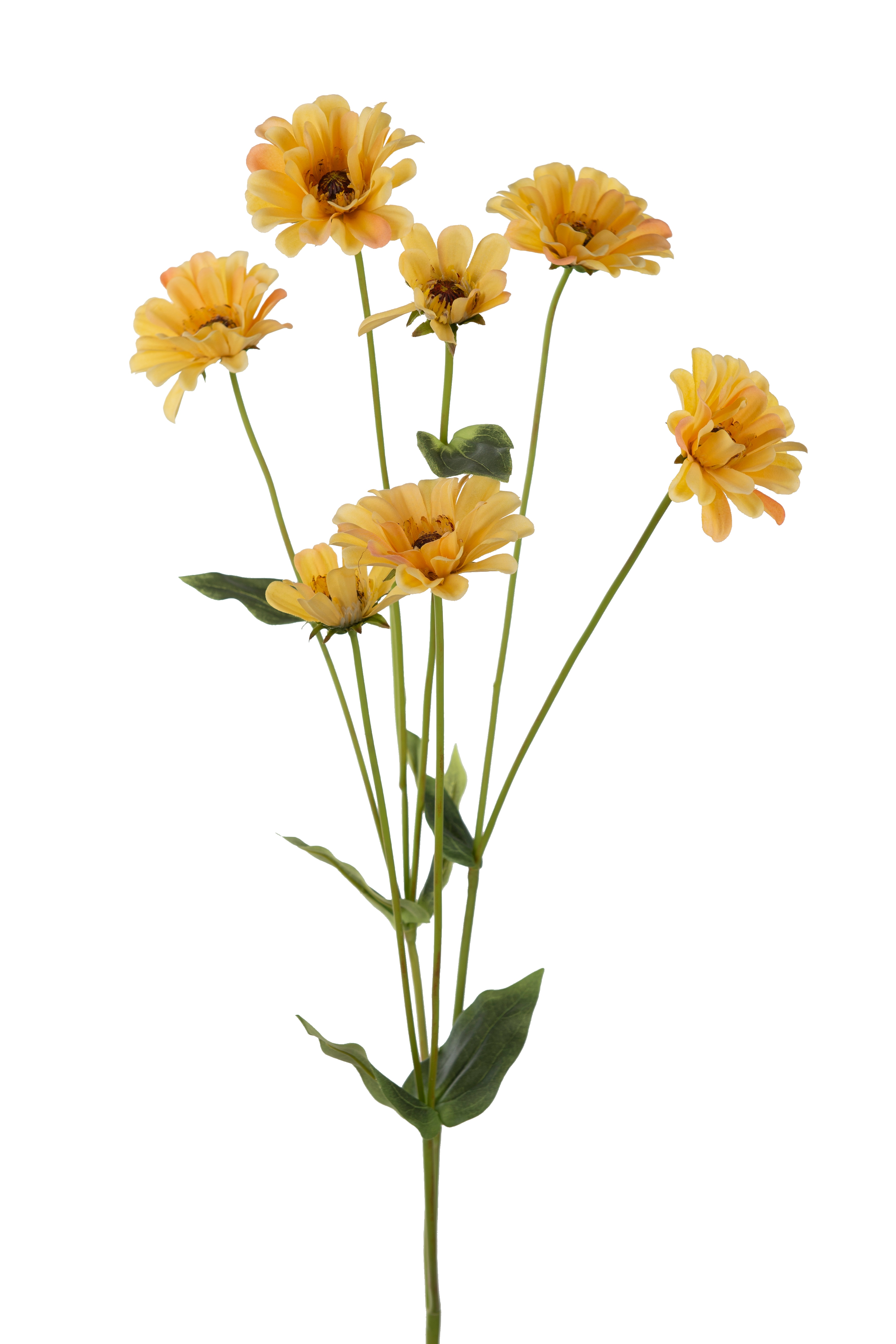 Zinnia