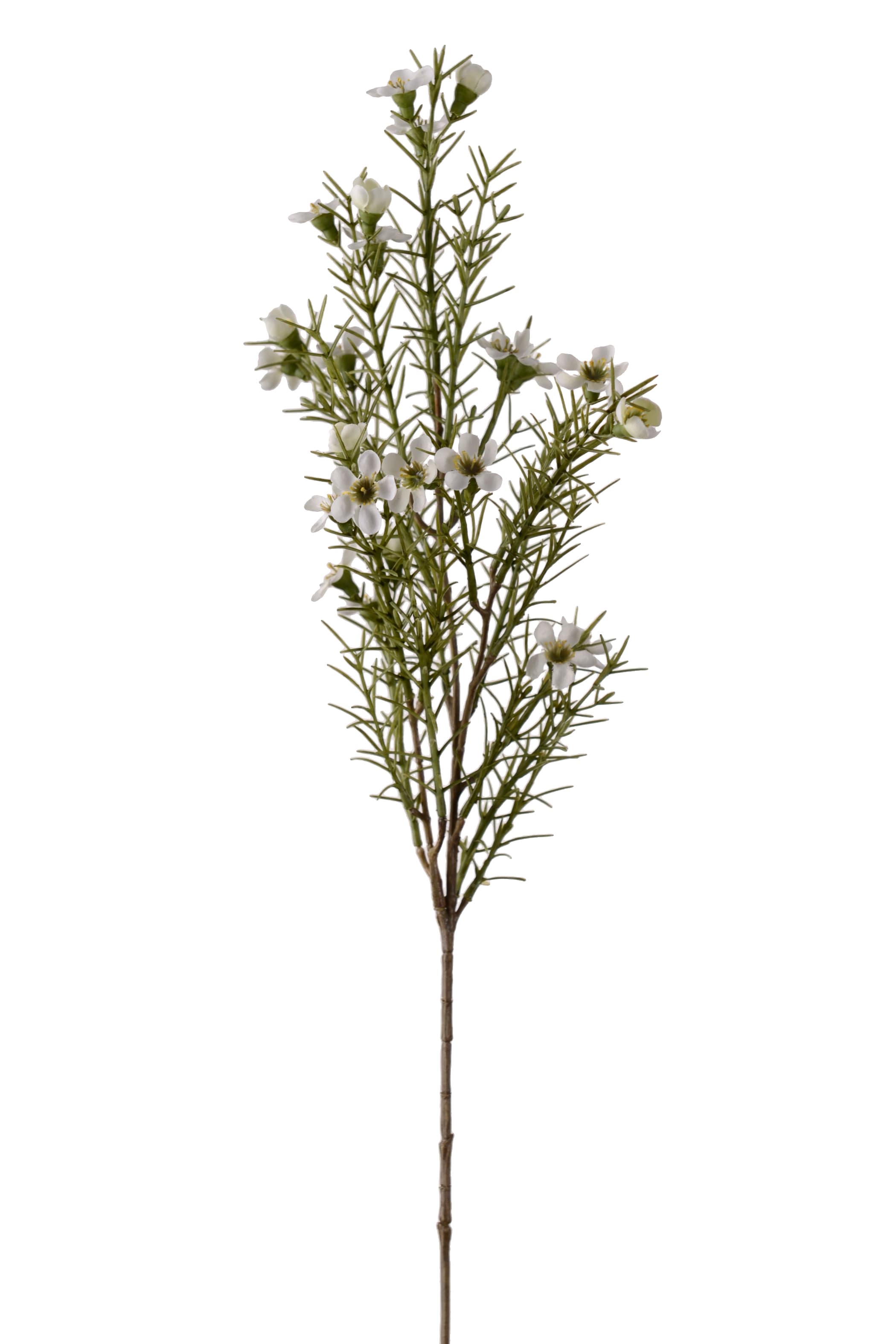 Vaxblomma