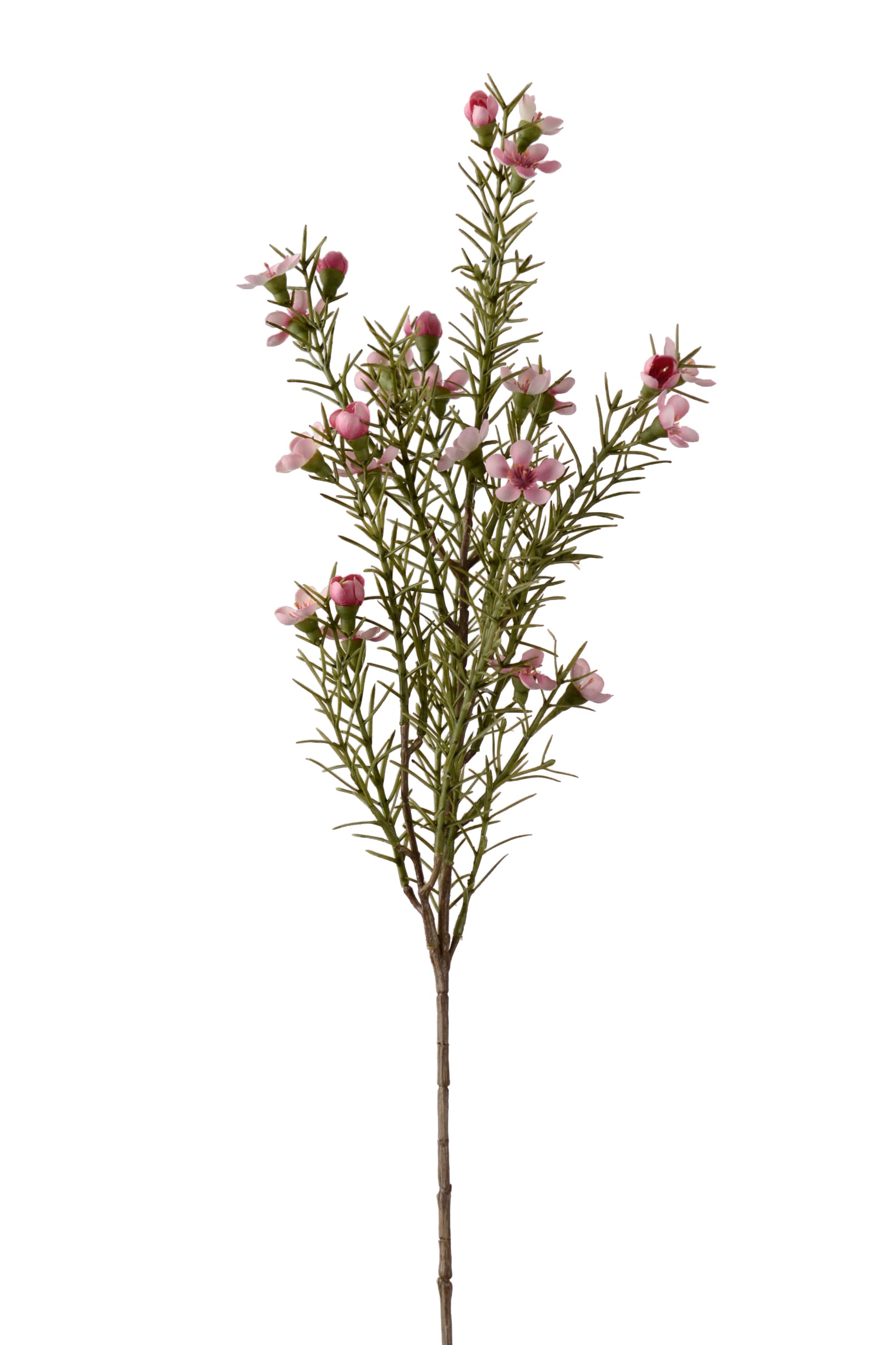 Vaxblomma