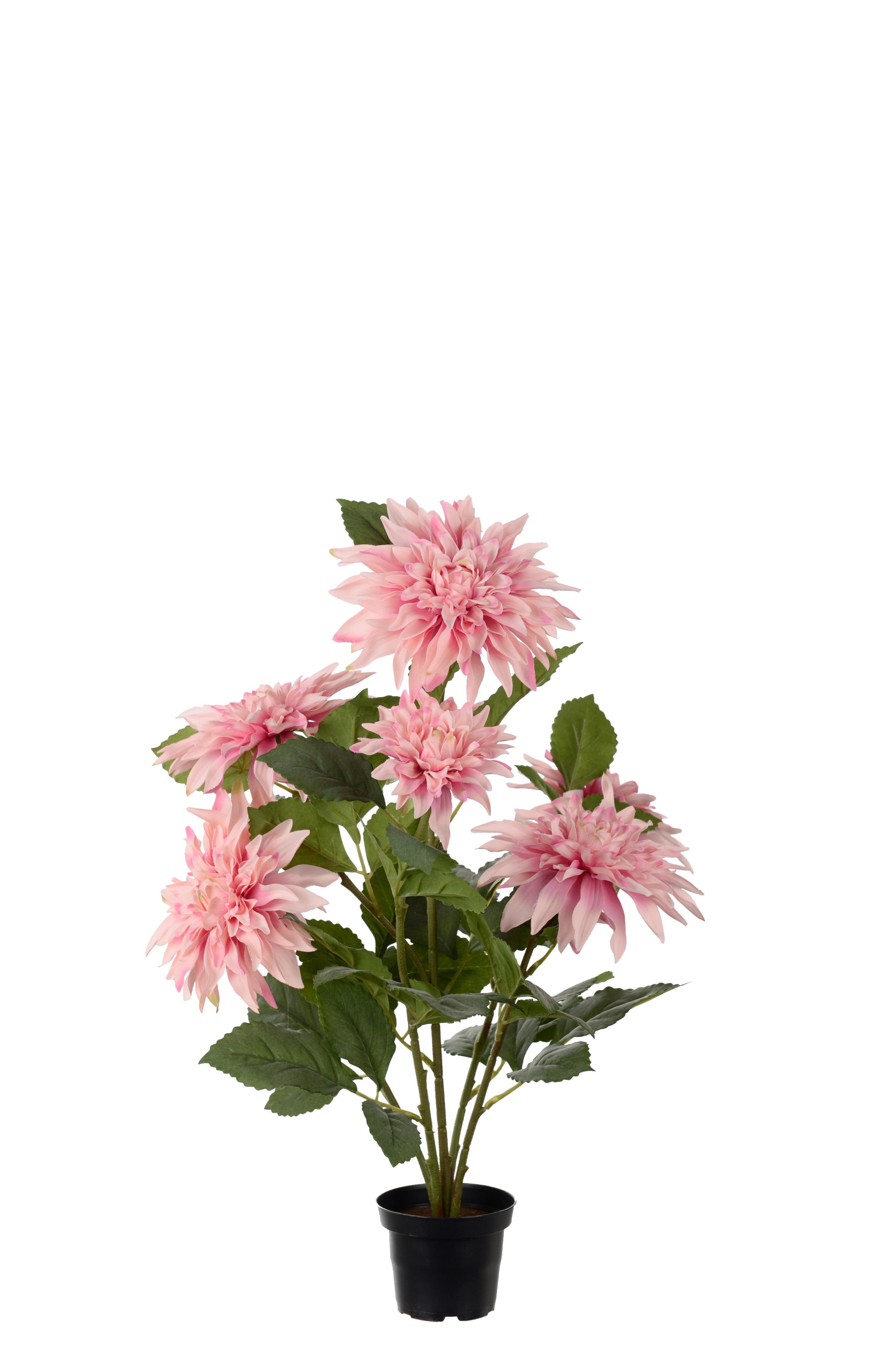 Dahlia