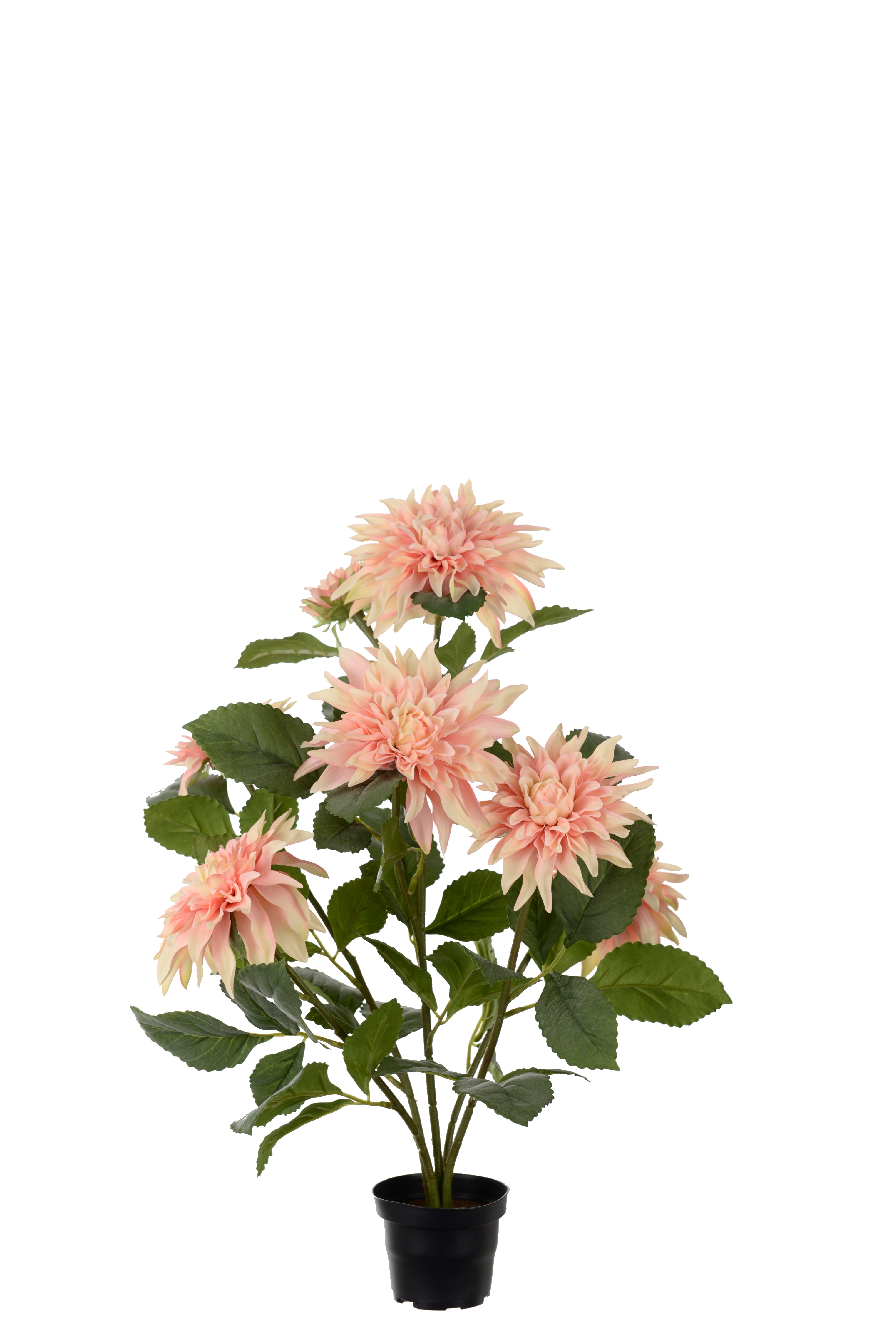 Dahlia