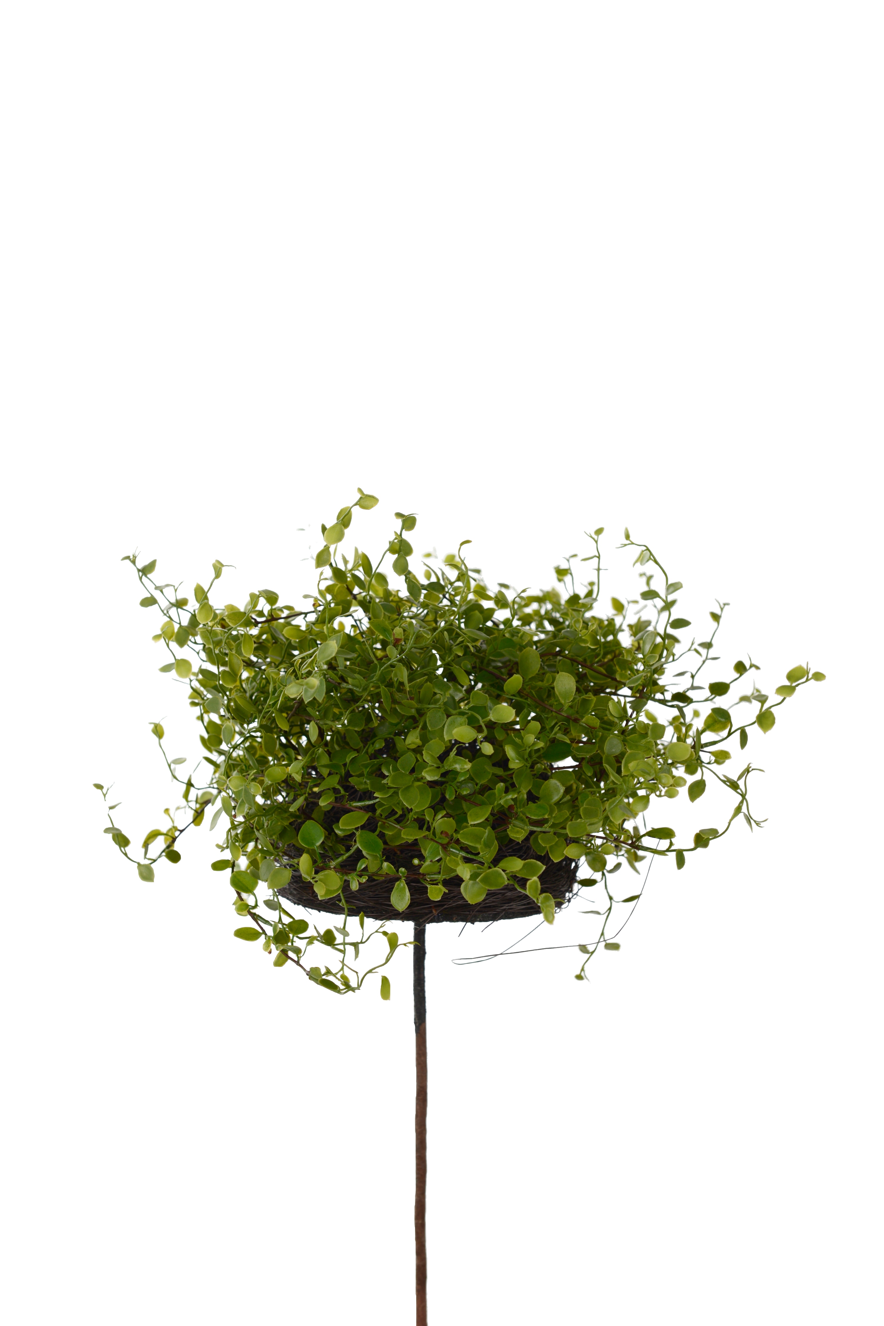Muehlenbeckia