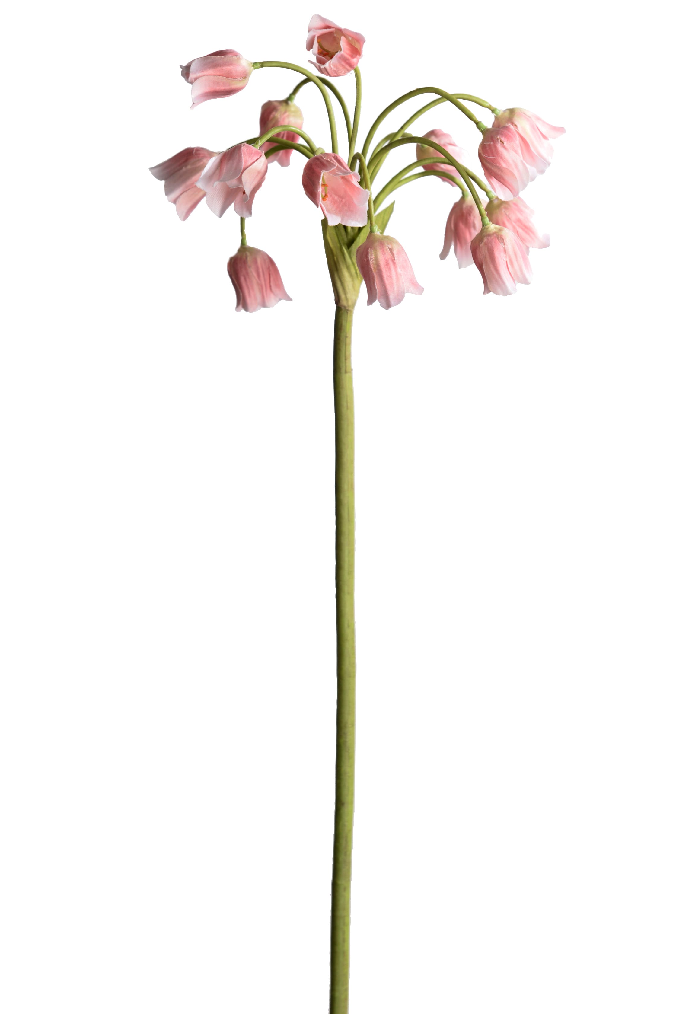 Allium