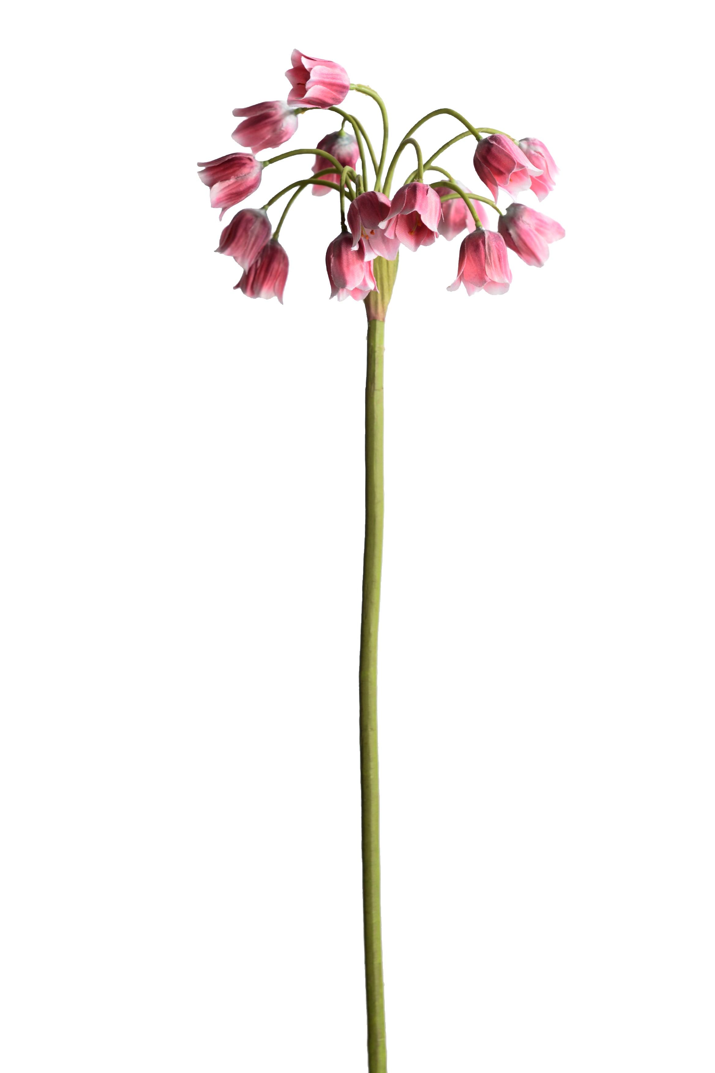 Allium
