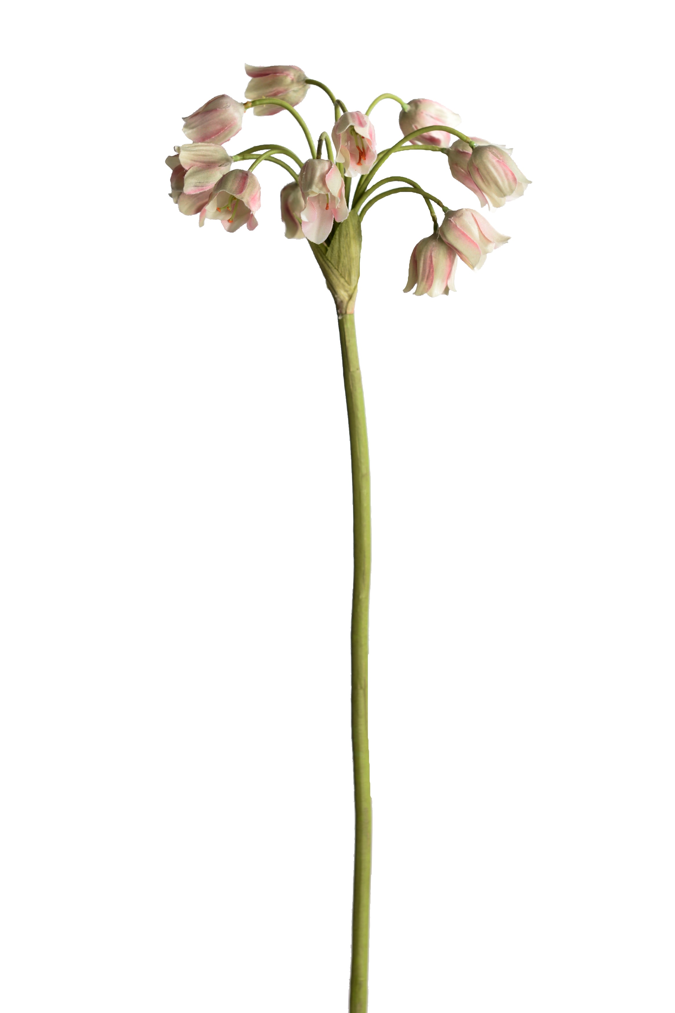 Allium