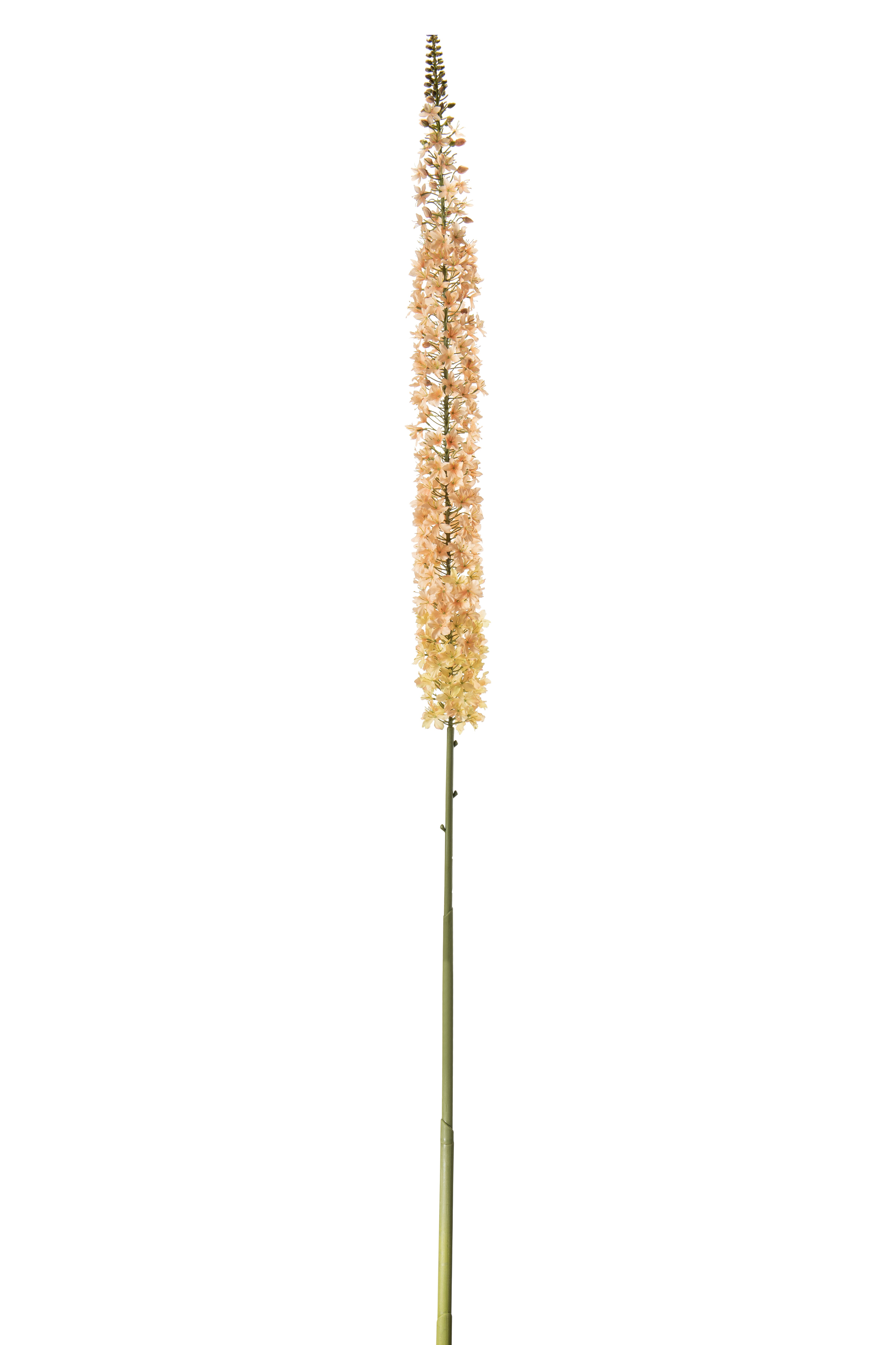 Eremurus