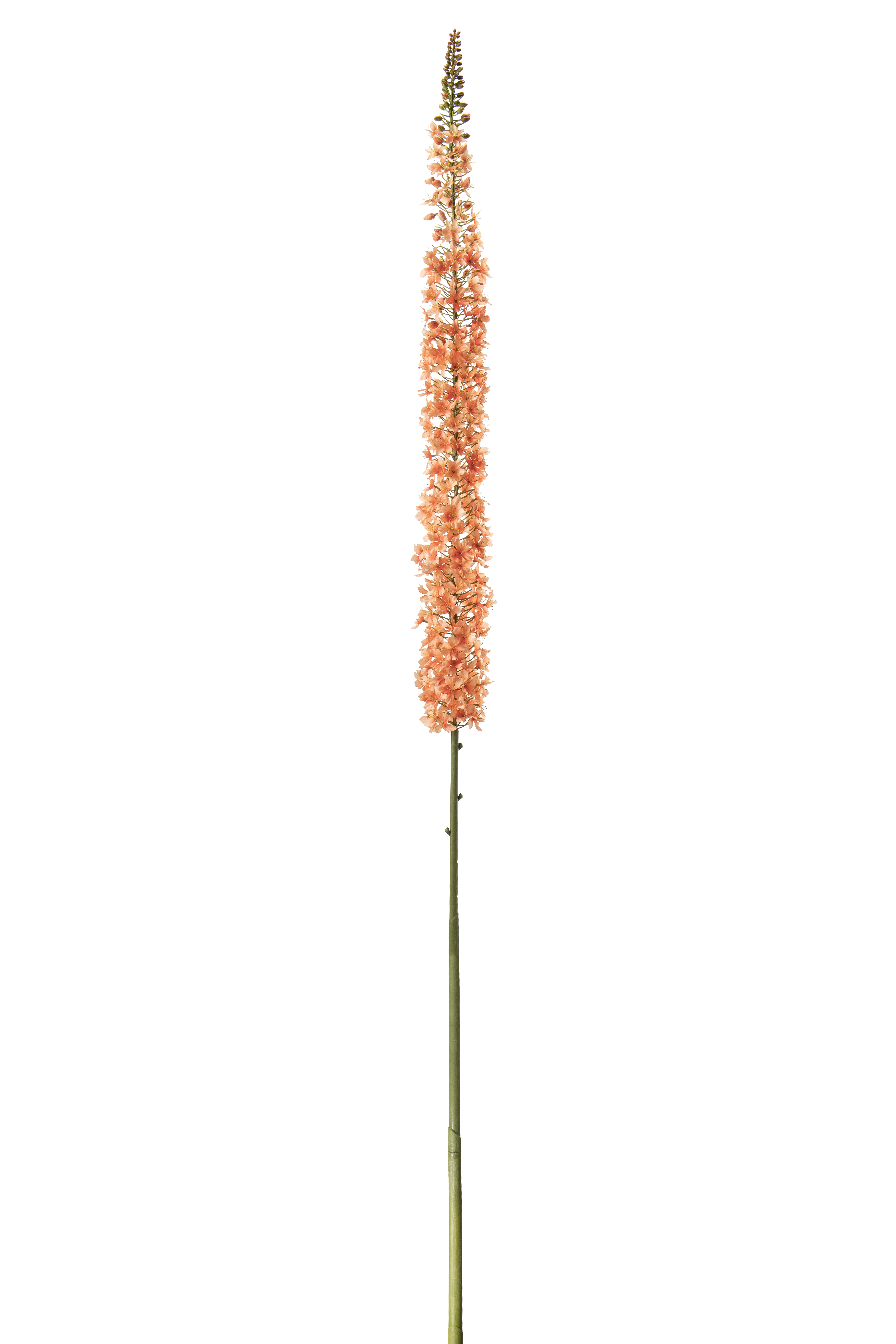 Eremurus