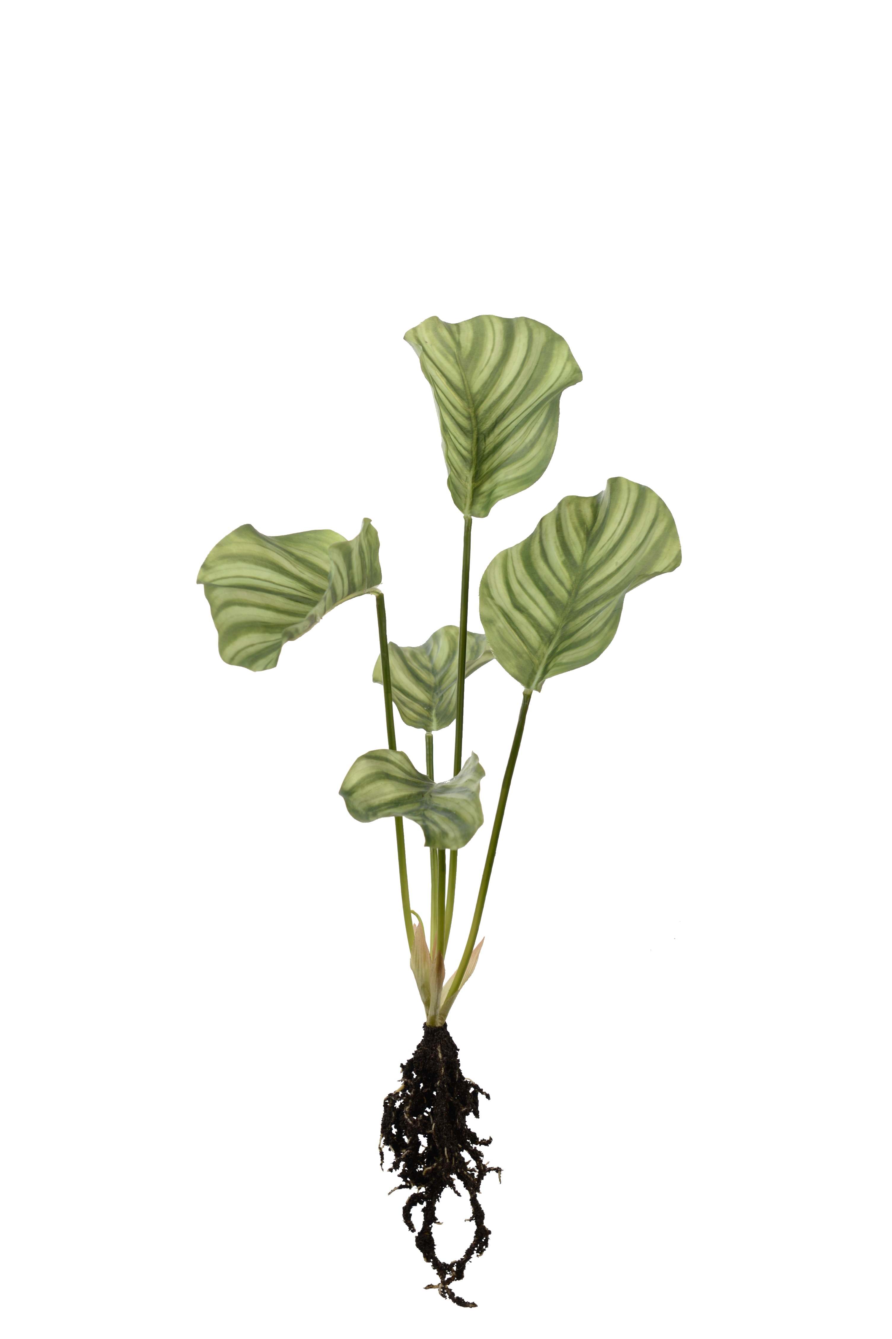 Calathea med rötter