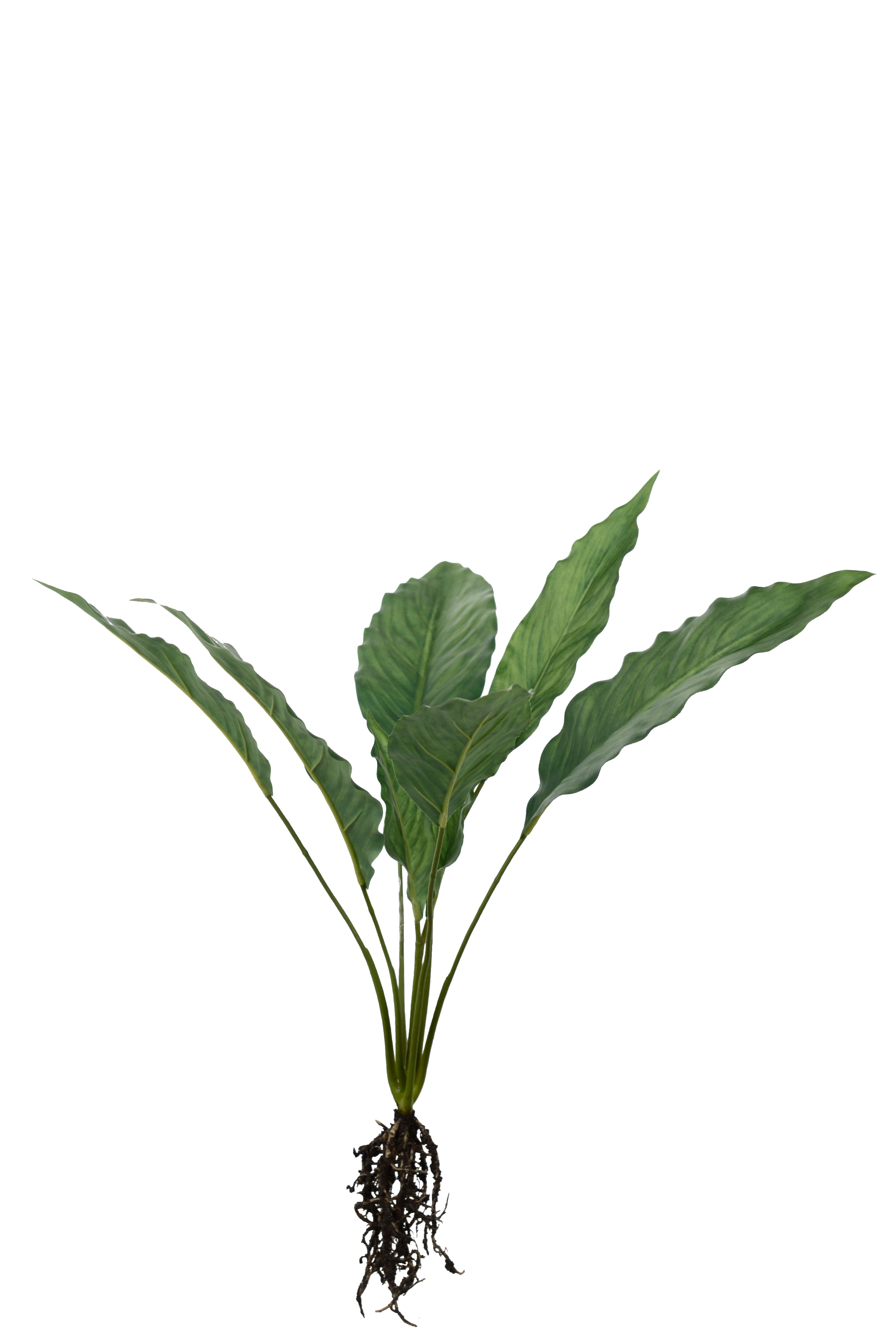 Calathea med rötter