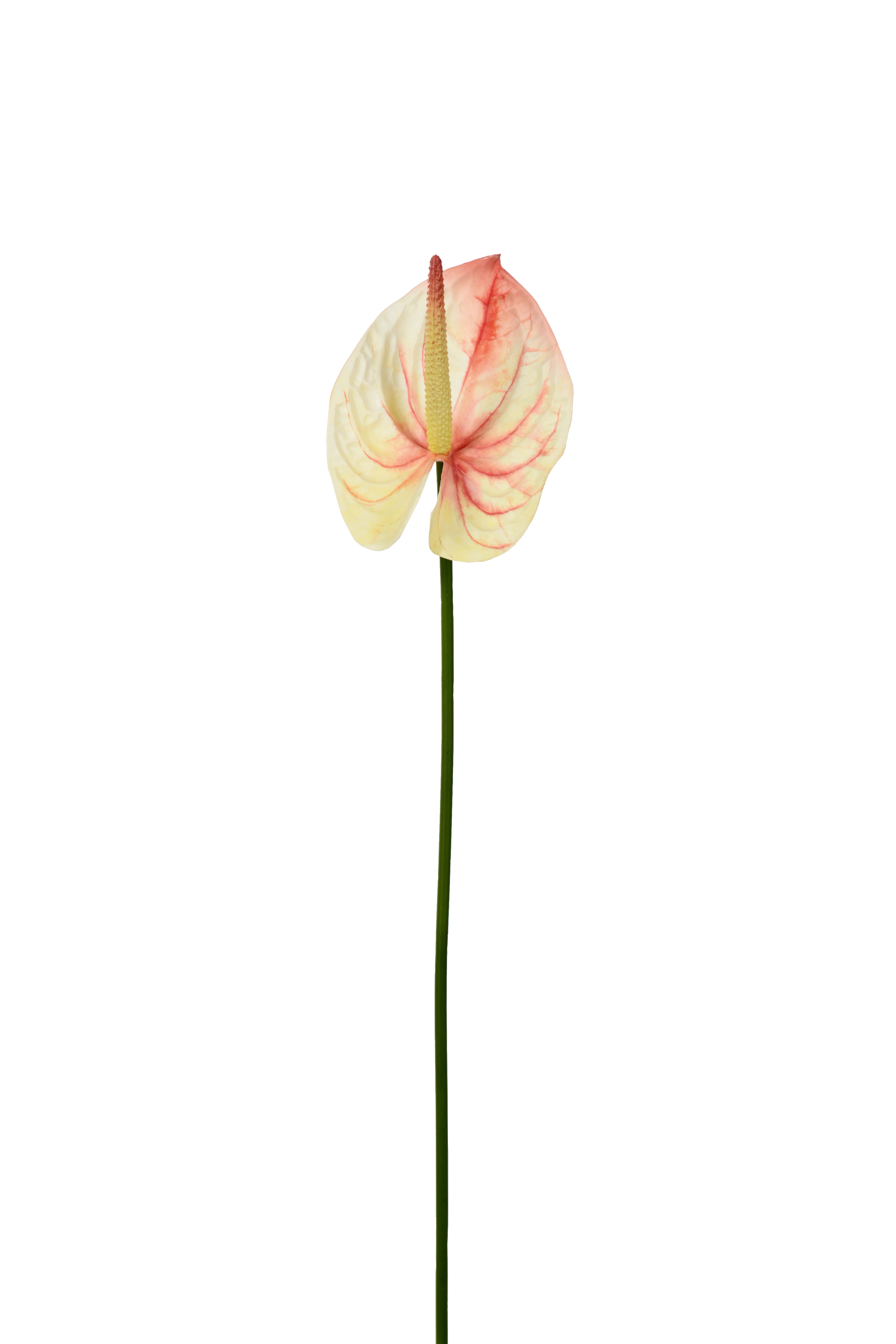 Anthurium
