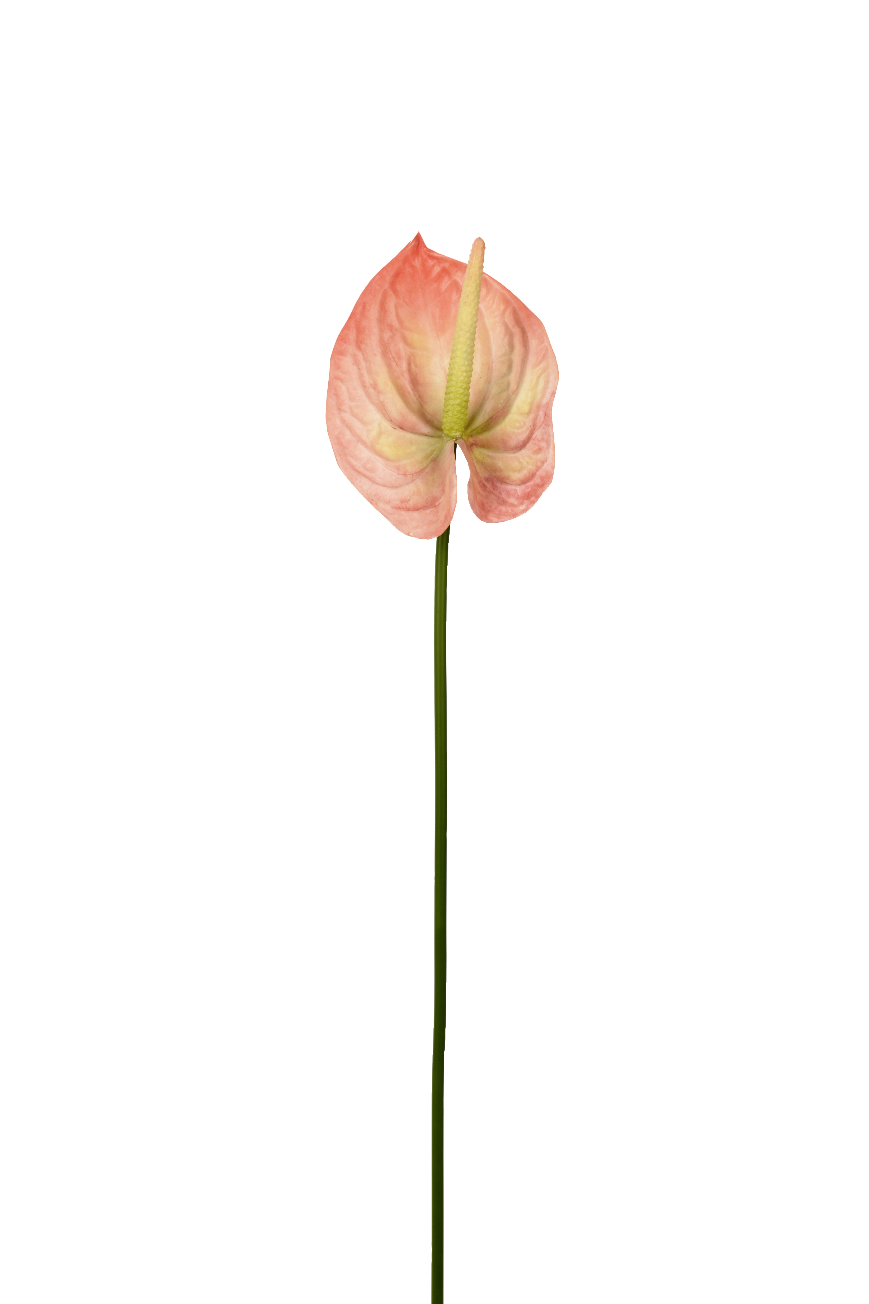 Anthurium