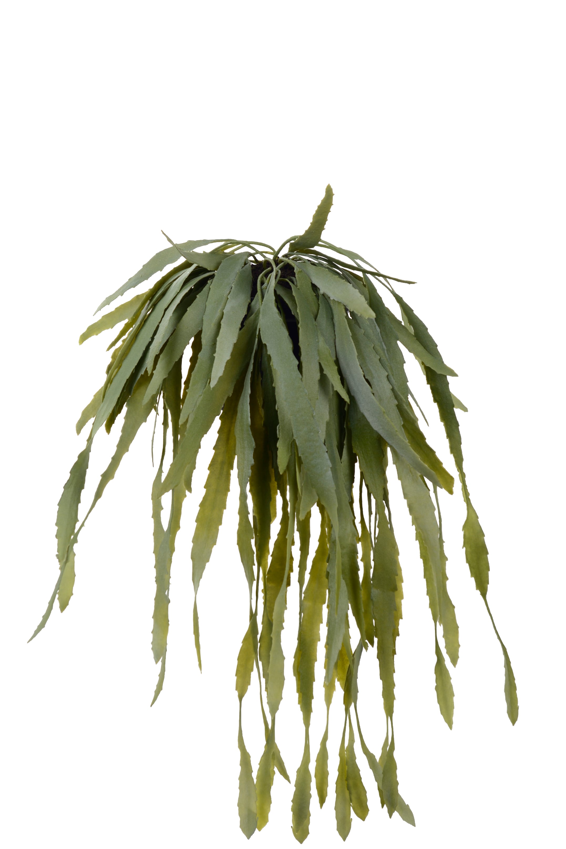Rhipsalis