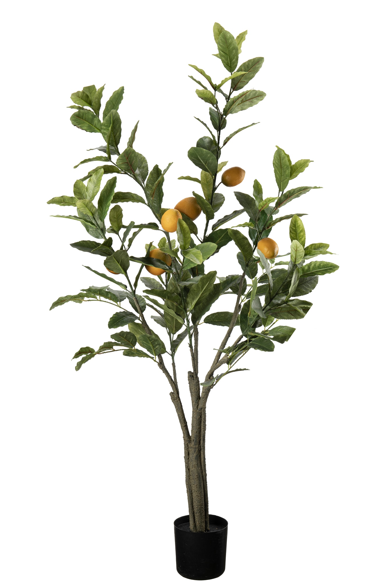 Citronträd