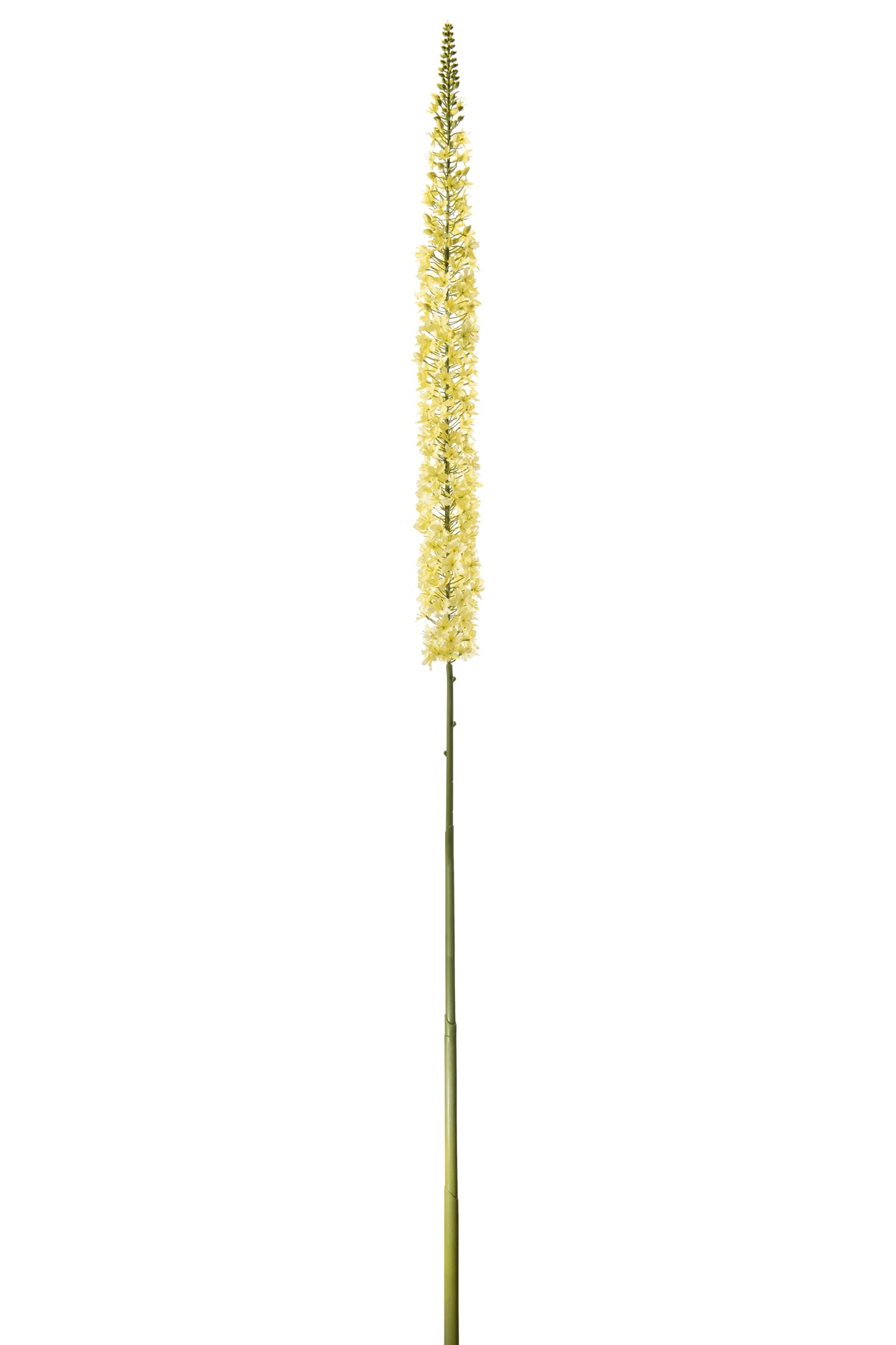 Eremurus
