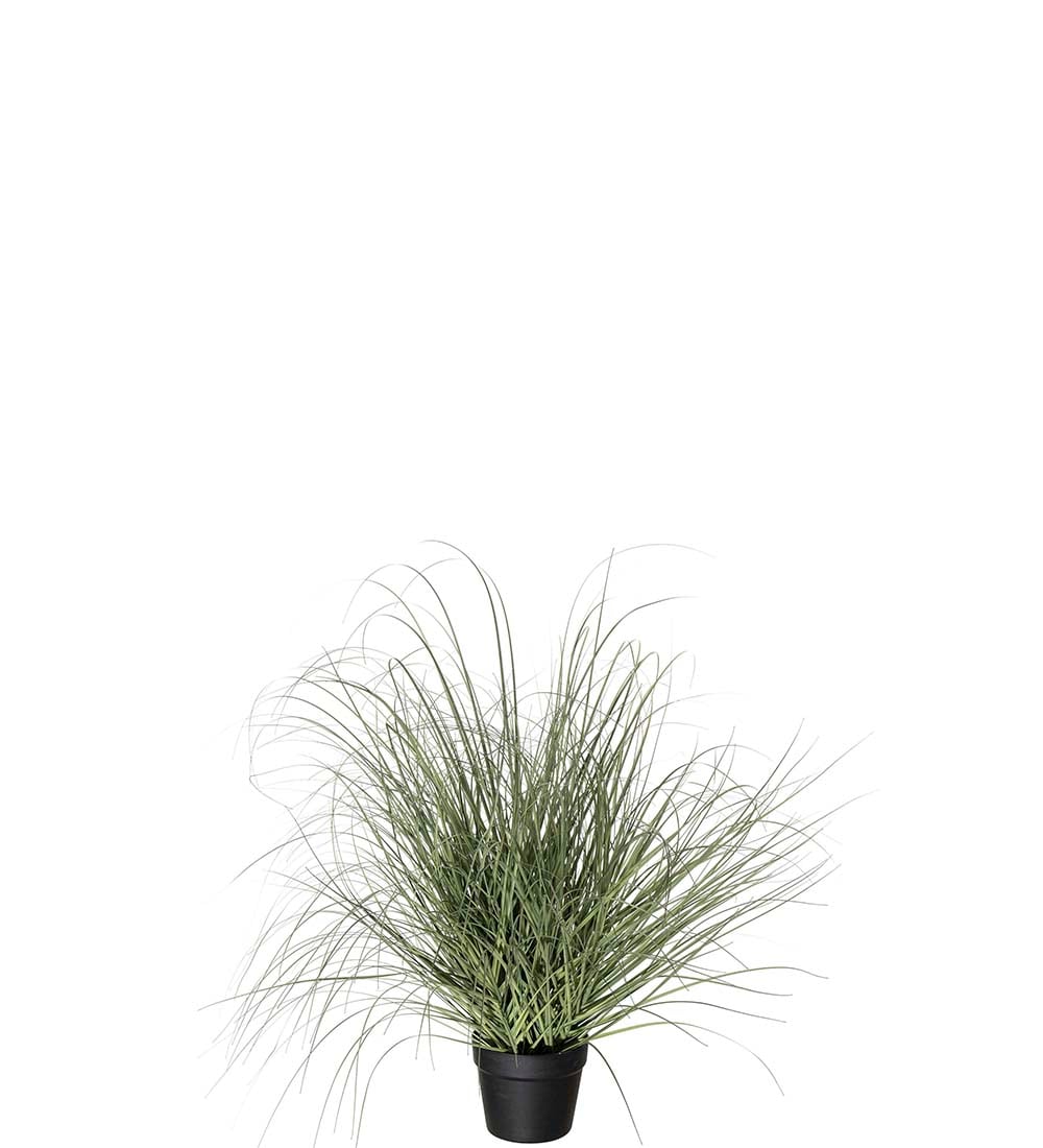 Gräs