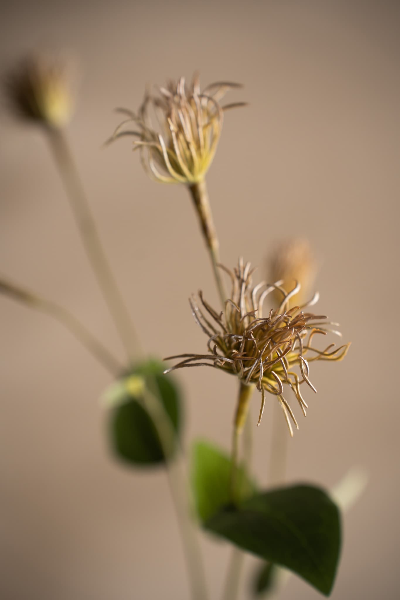 Clematis
