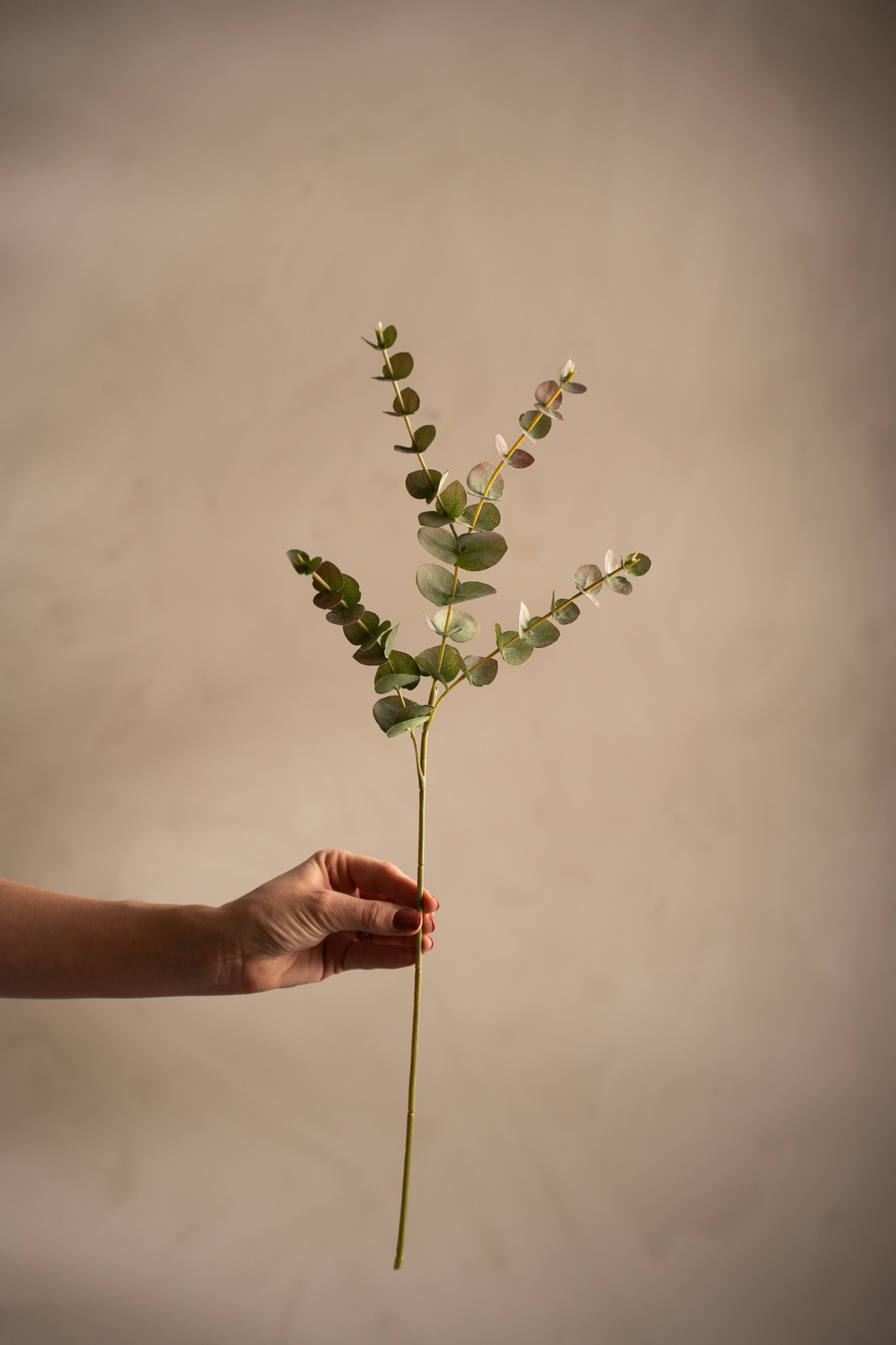 Eucalyptus