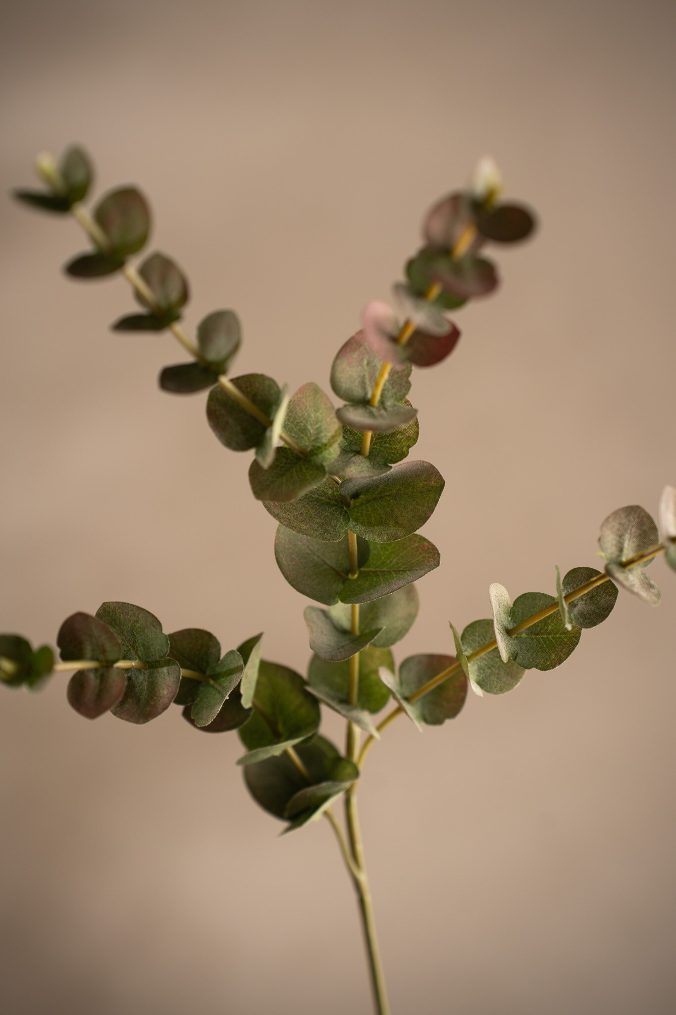Eucalyptus