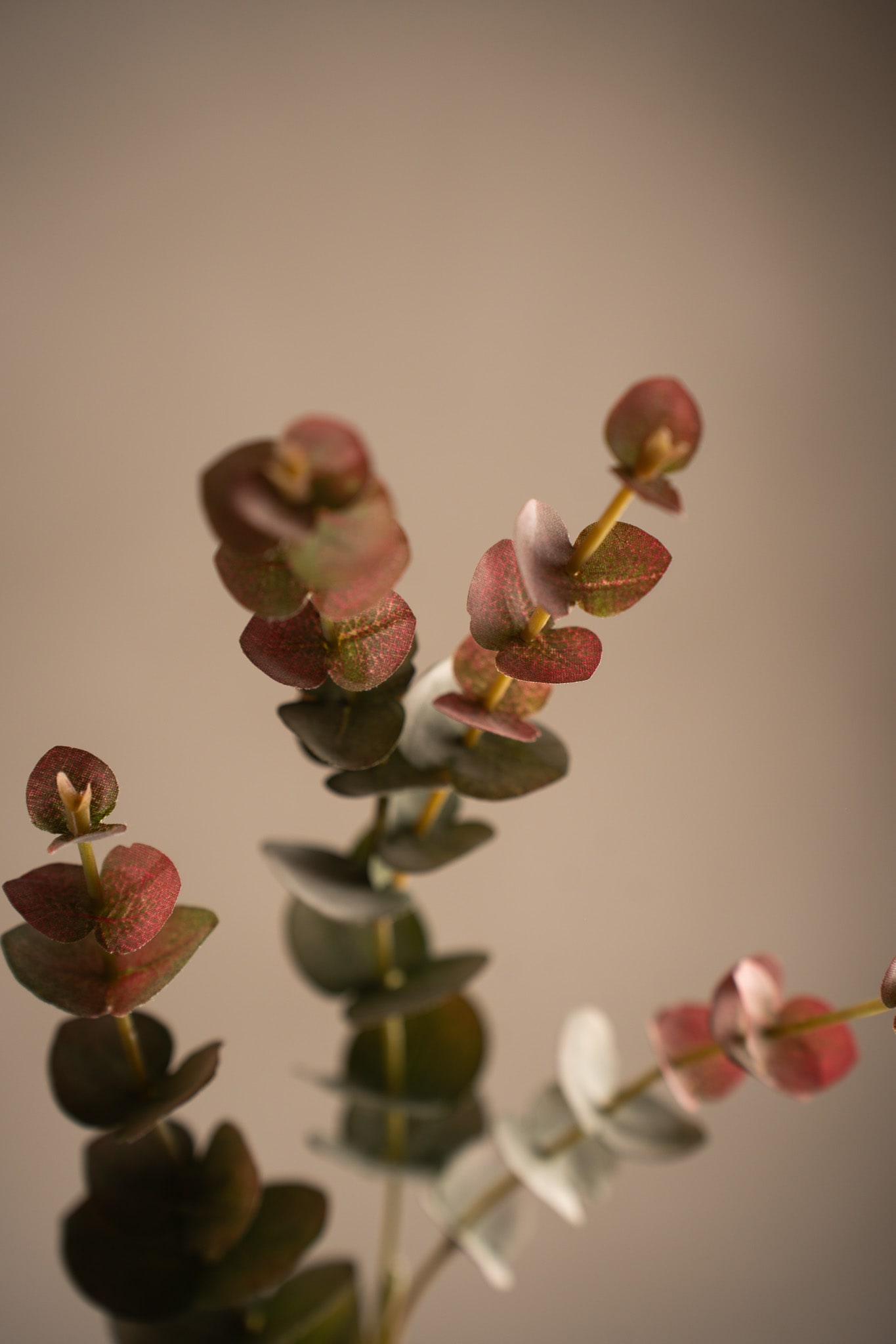 Eucalyptus