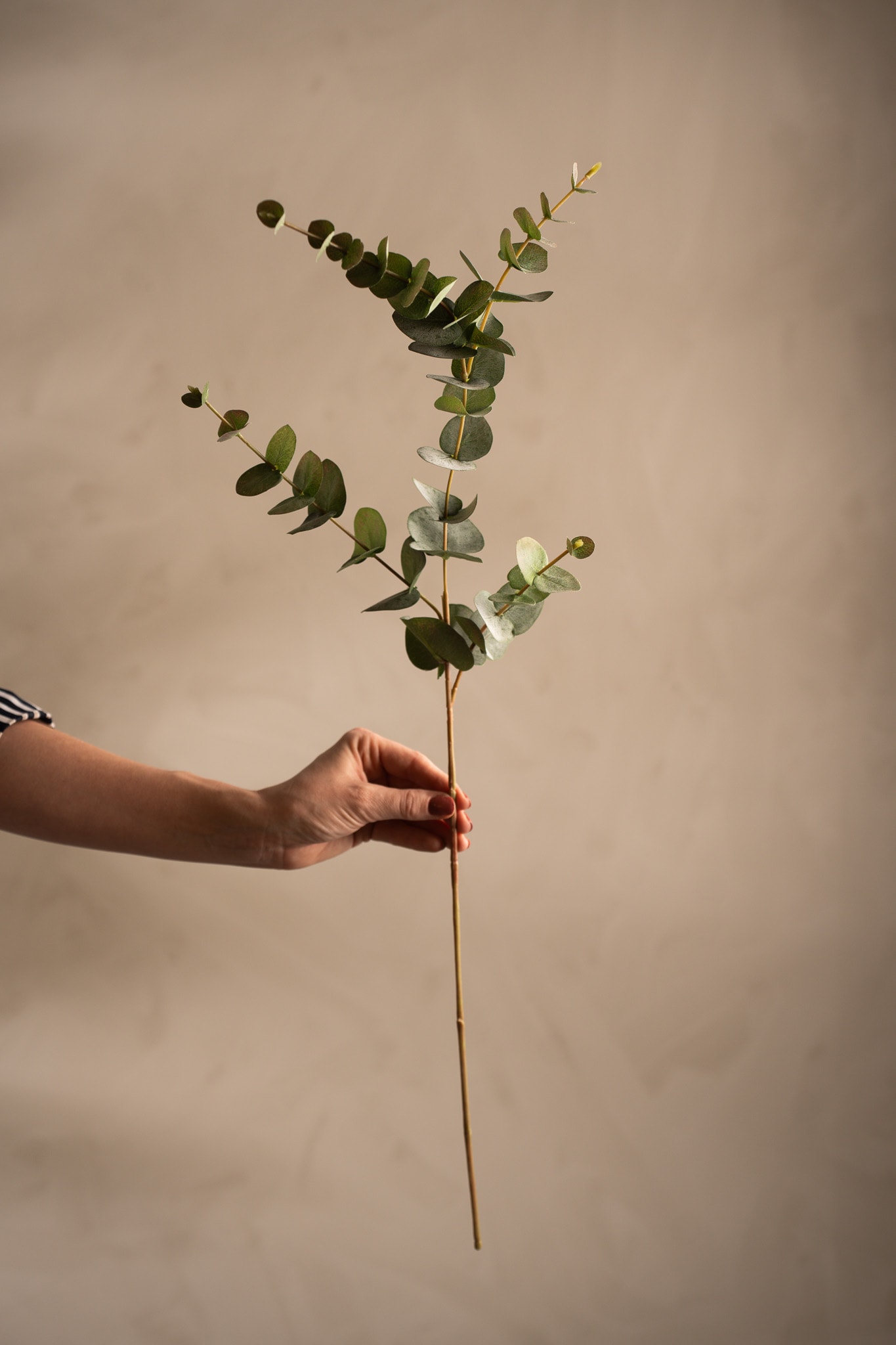 Eucalyptus